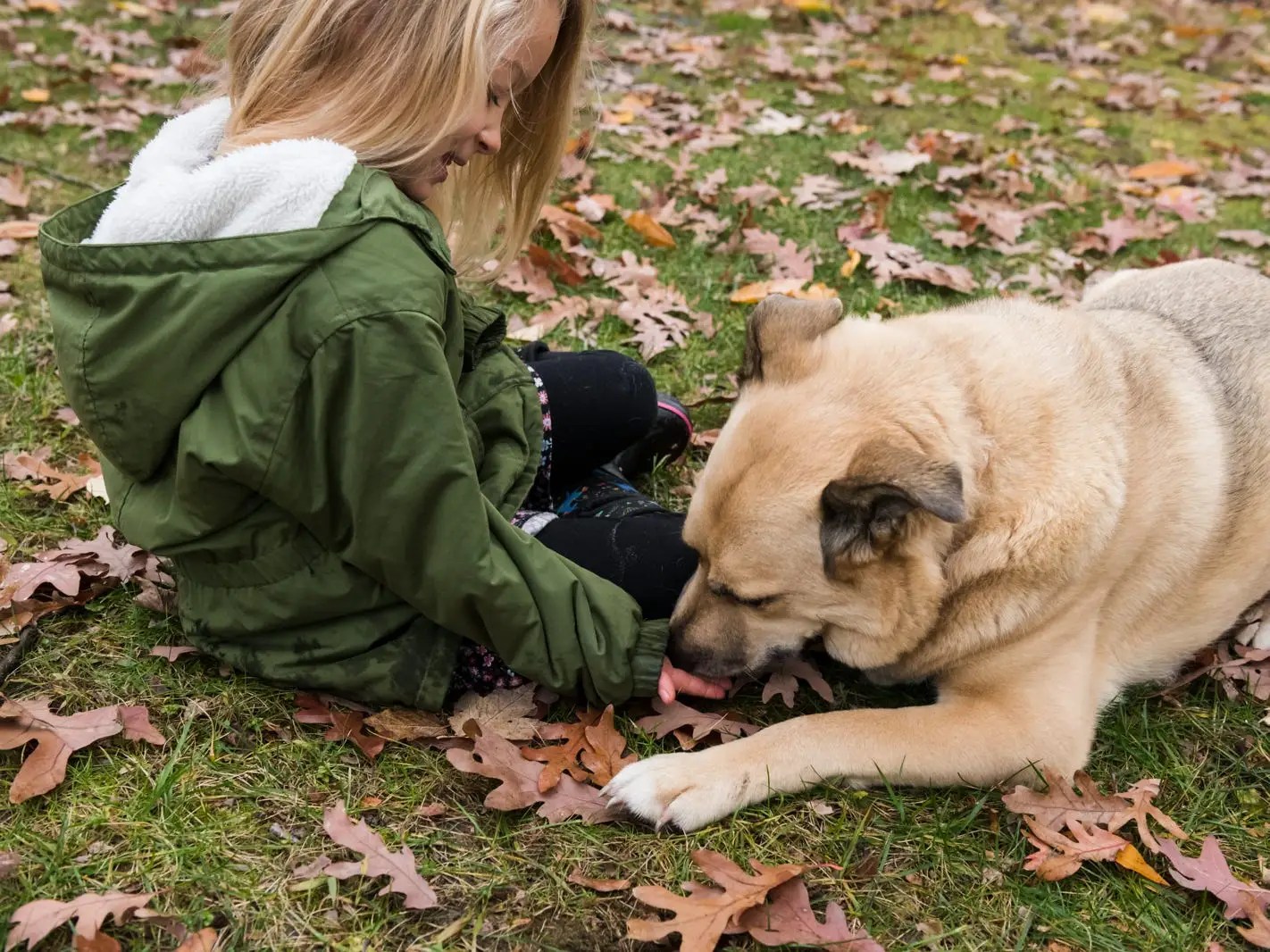 Child Safety Around Dogs & Cats Prevent Dog Bites, Introduce Dog to Baby