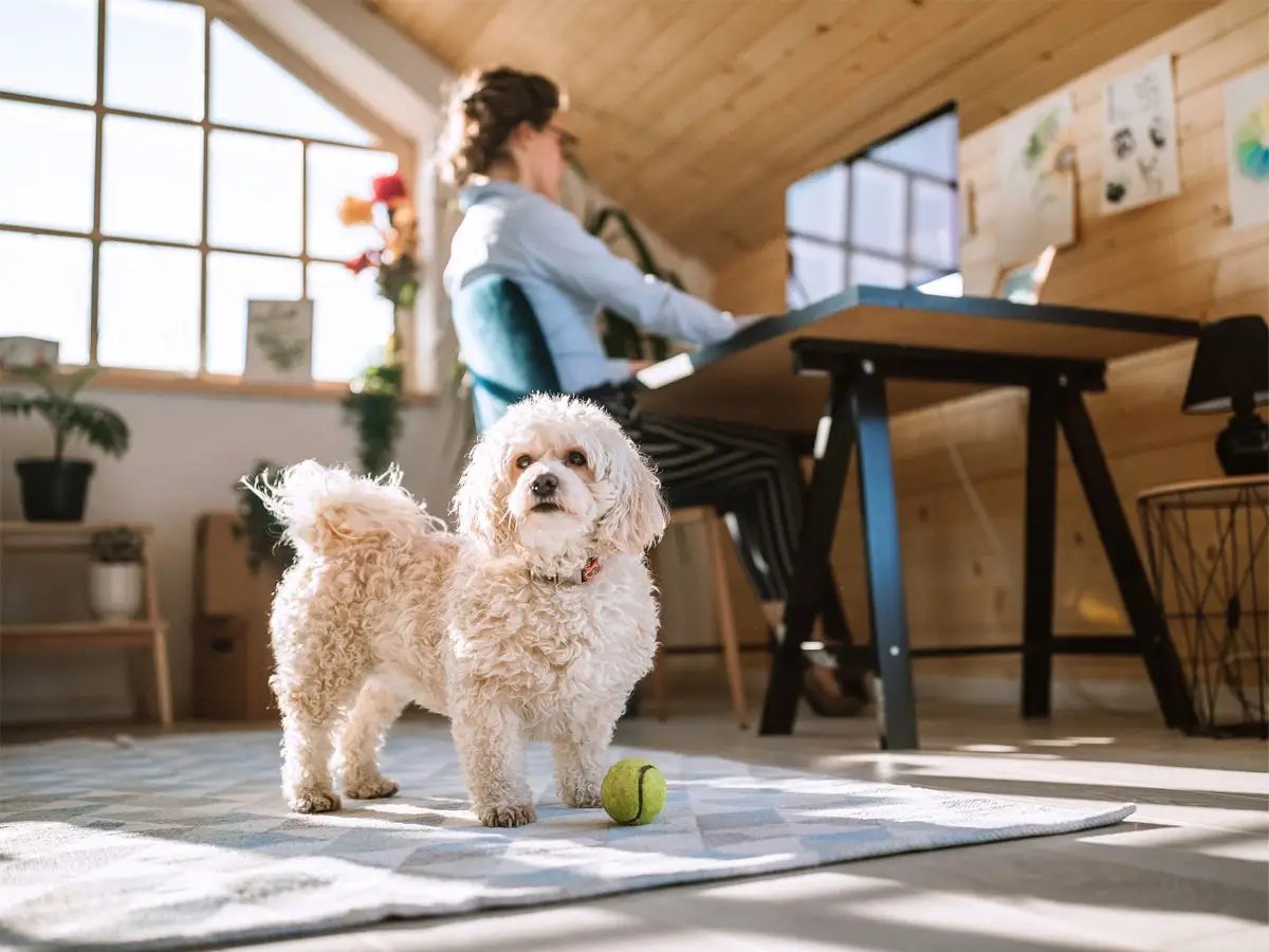 The 13 Best Toys for Indoor Exercise for Dogs, According to Dog Trainers