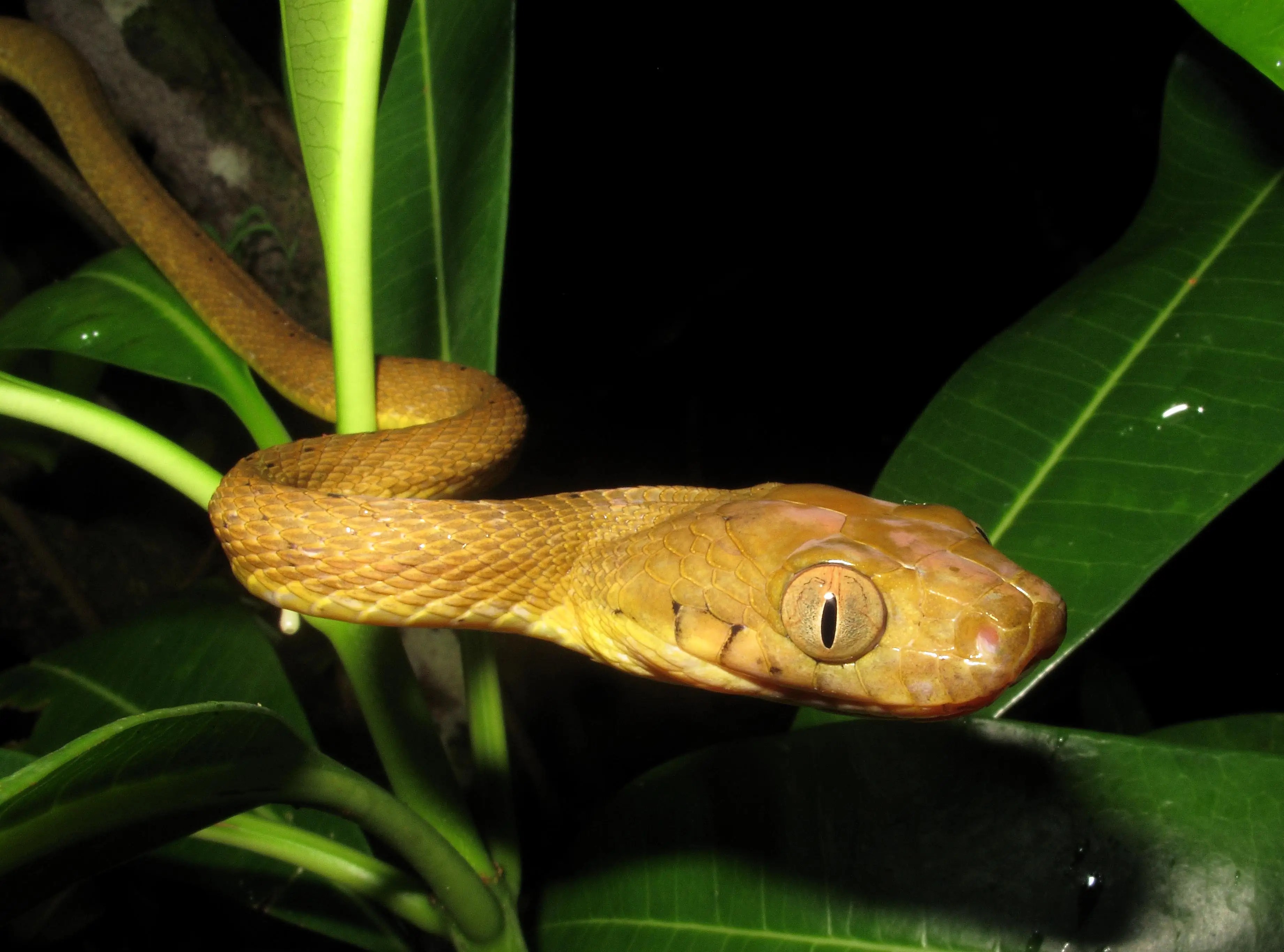 Photos Show How A Tree Snake Makes Its Body Into A Lasso To Climb And