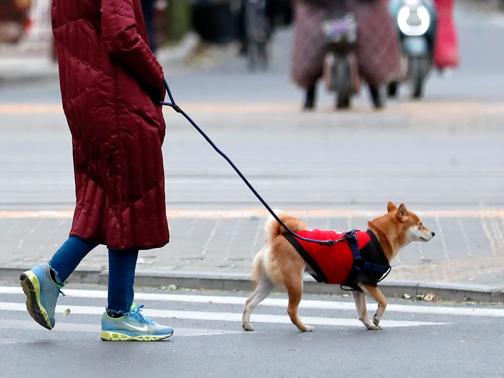 Is Dog Walking Dangerous