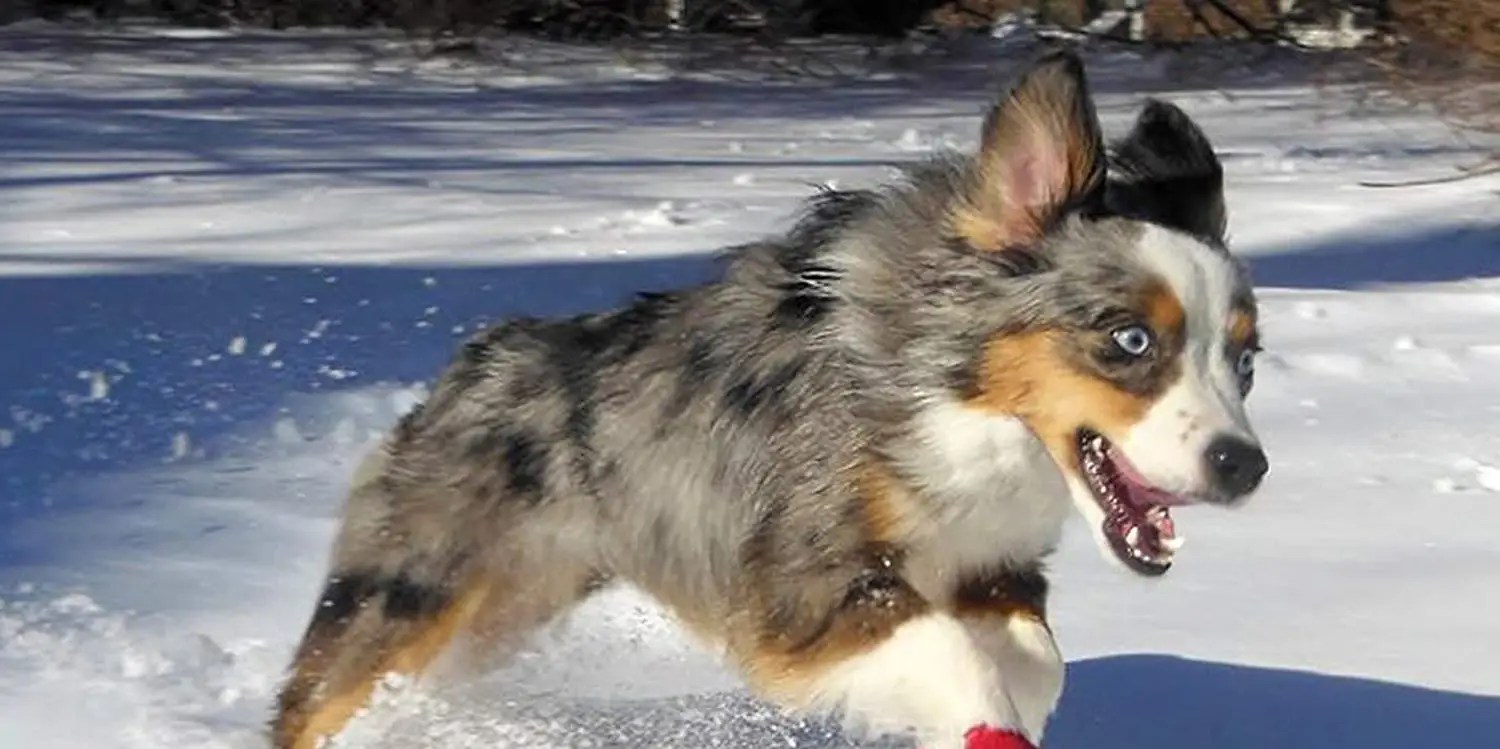 Best Dog Snow Boots in 2021