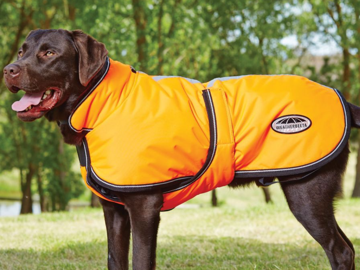 Small Dog Winter Coats With Legs Tradingbasis