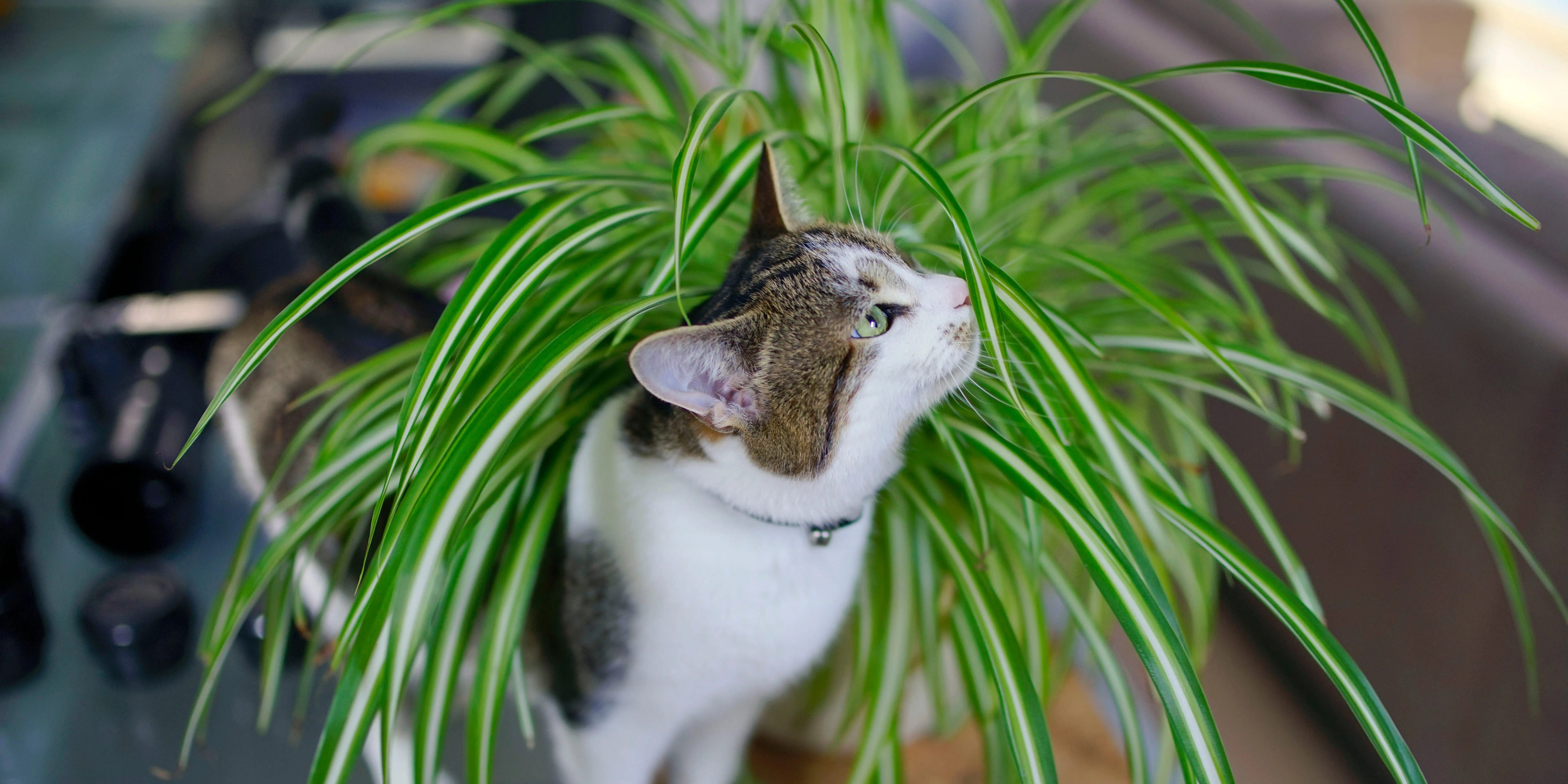 prayer plant dangerous to cats Sherwood Chalmers
