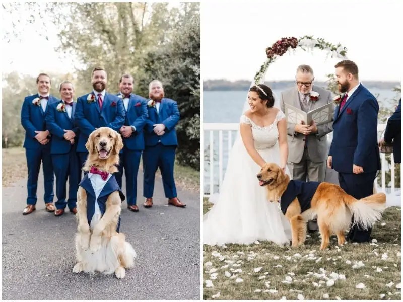 Couple's Dog Serves As Ring Bearer in Their Wedding — See Photos