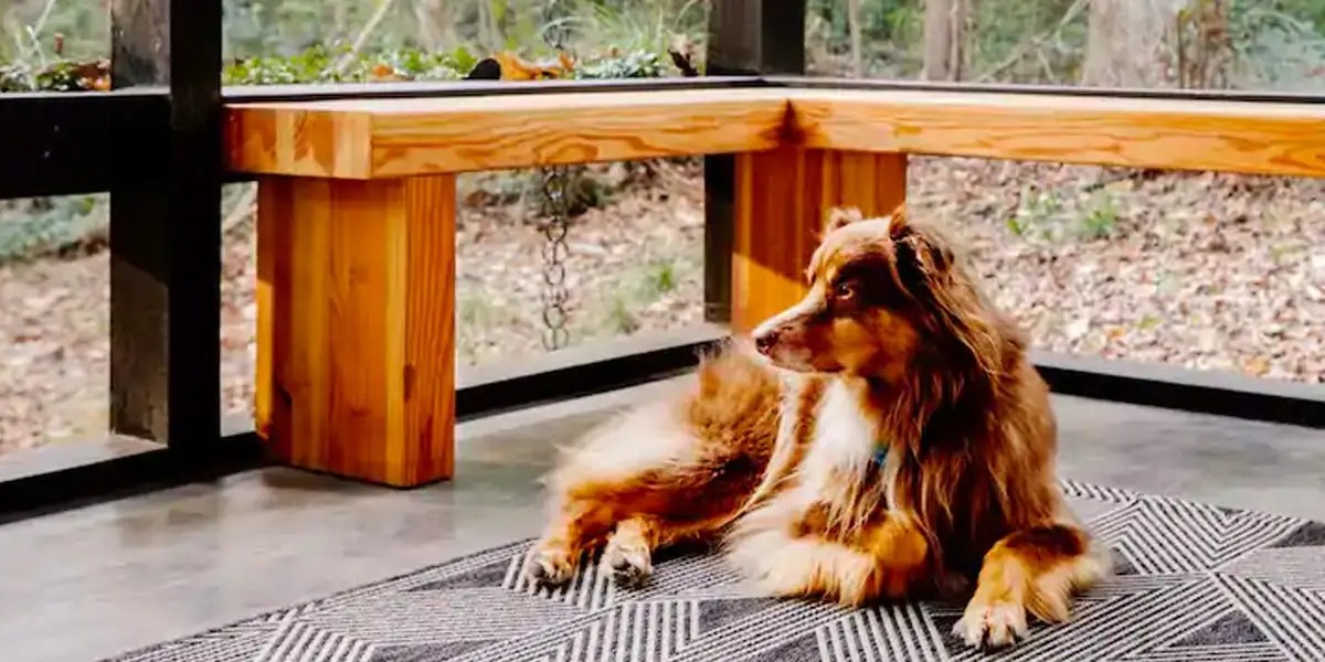 Best petfriendly Airbnbs in the US for 2021