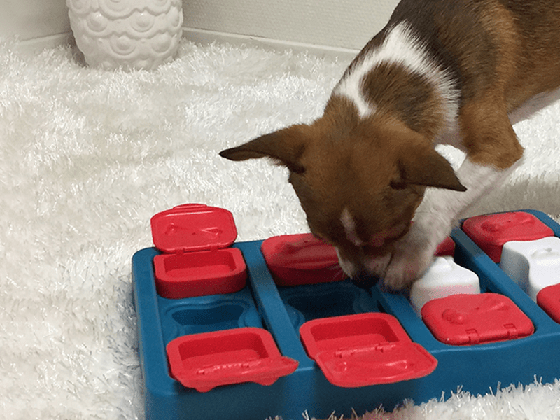 The 6 best dog puzzles in 2021 LaptrinhX / News