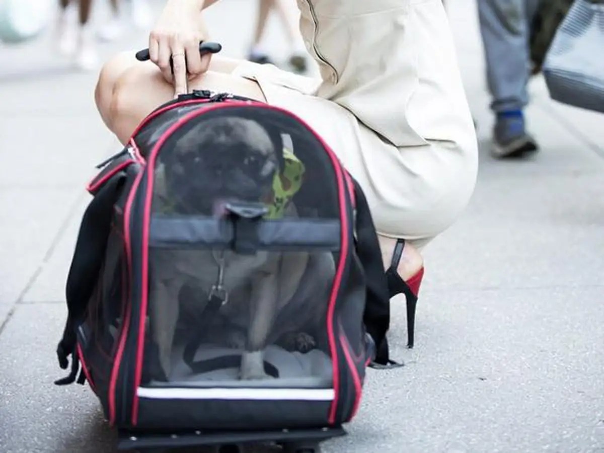 The 5 best airlinefriendly cat carriers in 2021 LaptrinhX / News