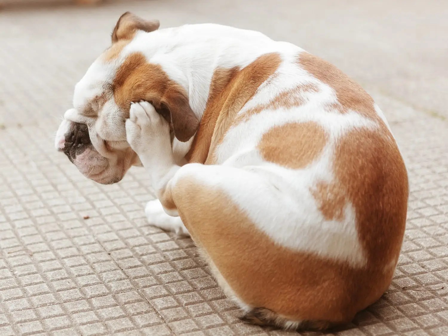 37 Can Frontline Cause Seizures In Dogs Home