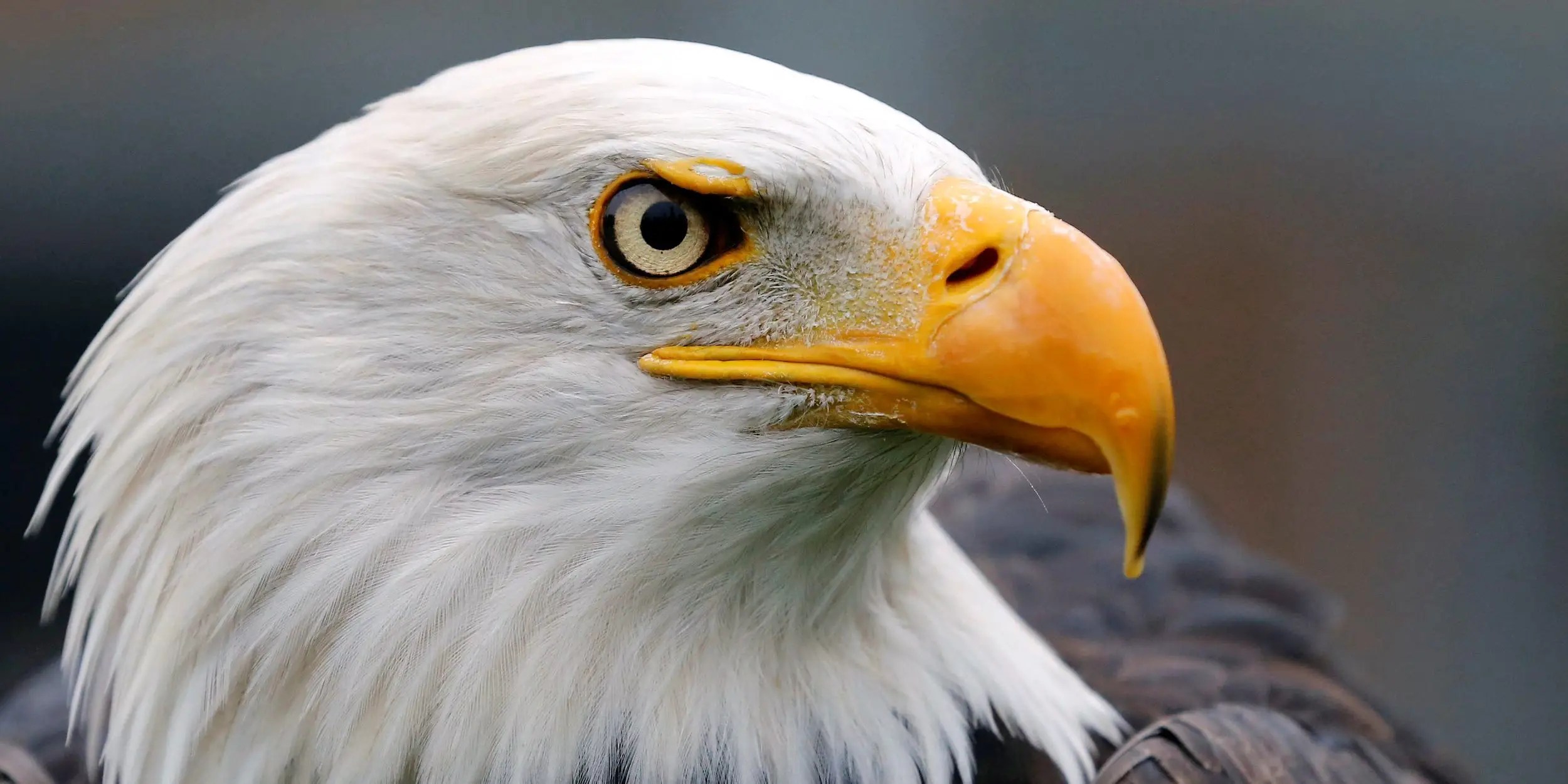 More than 300,000 bald eagles are now flying in the US, more than