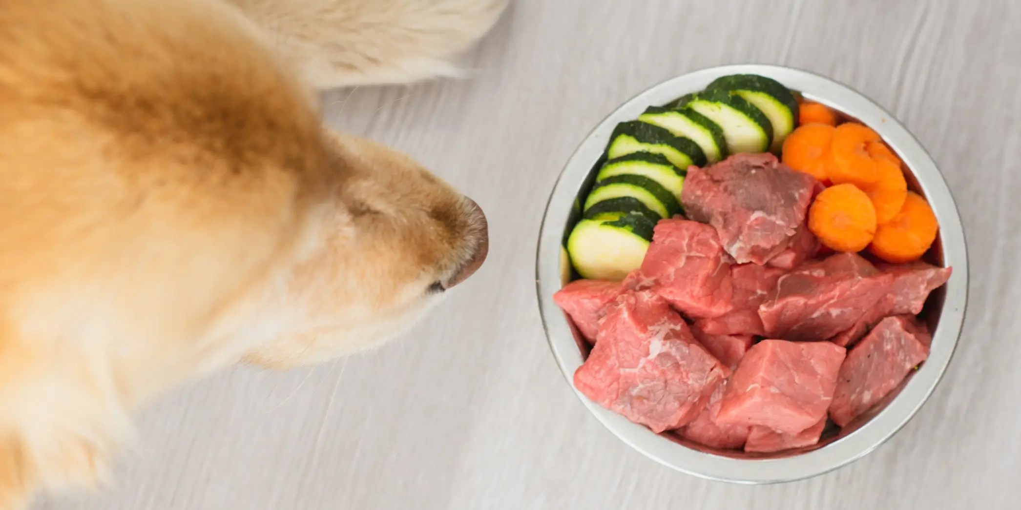 The Harmful Effects of Feeding Your Dog a Raw Food Diet