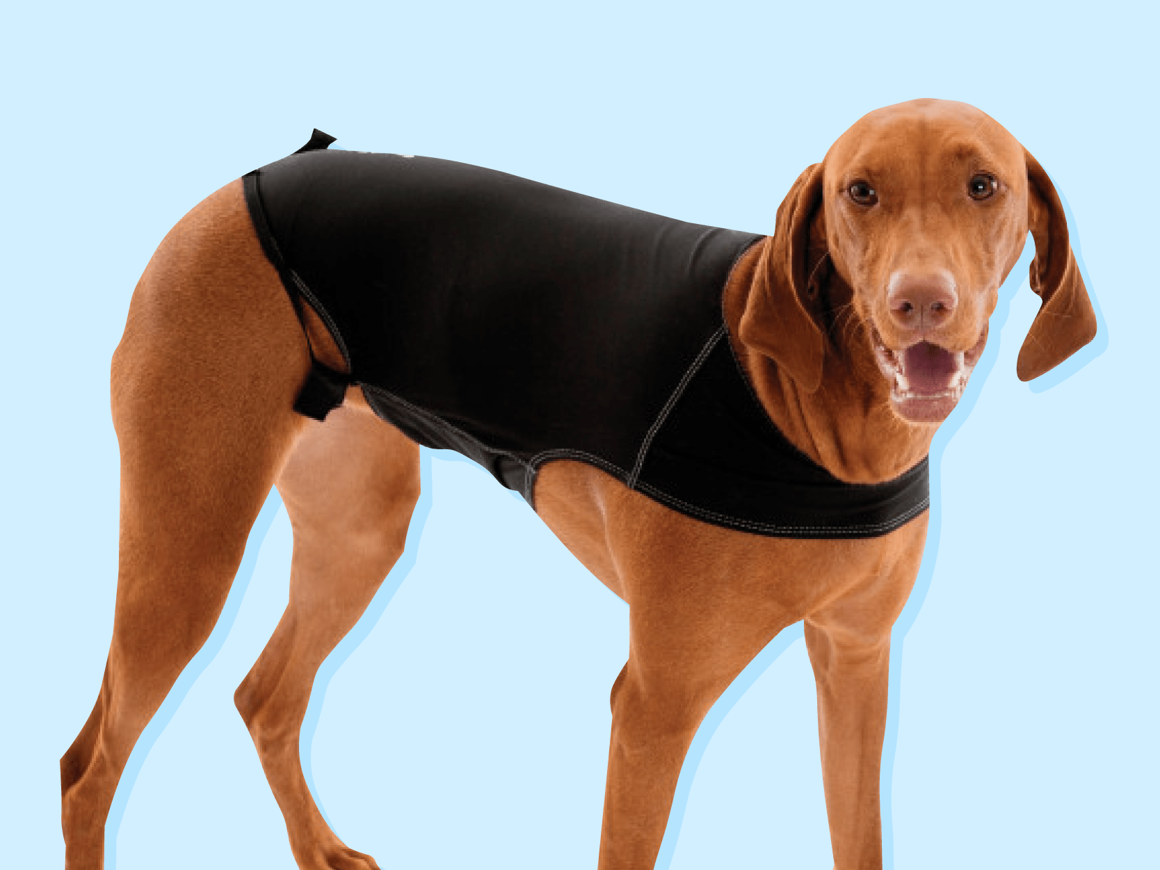 The 5 best dog anxiety vests in 2021 LaptrinhX