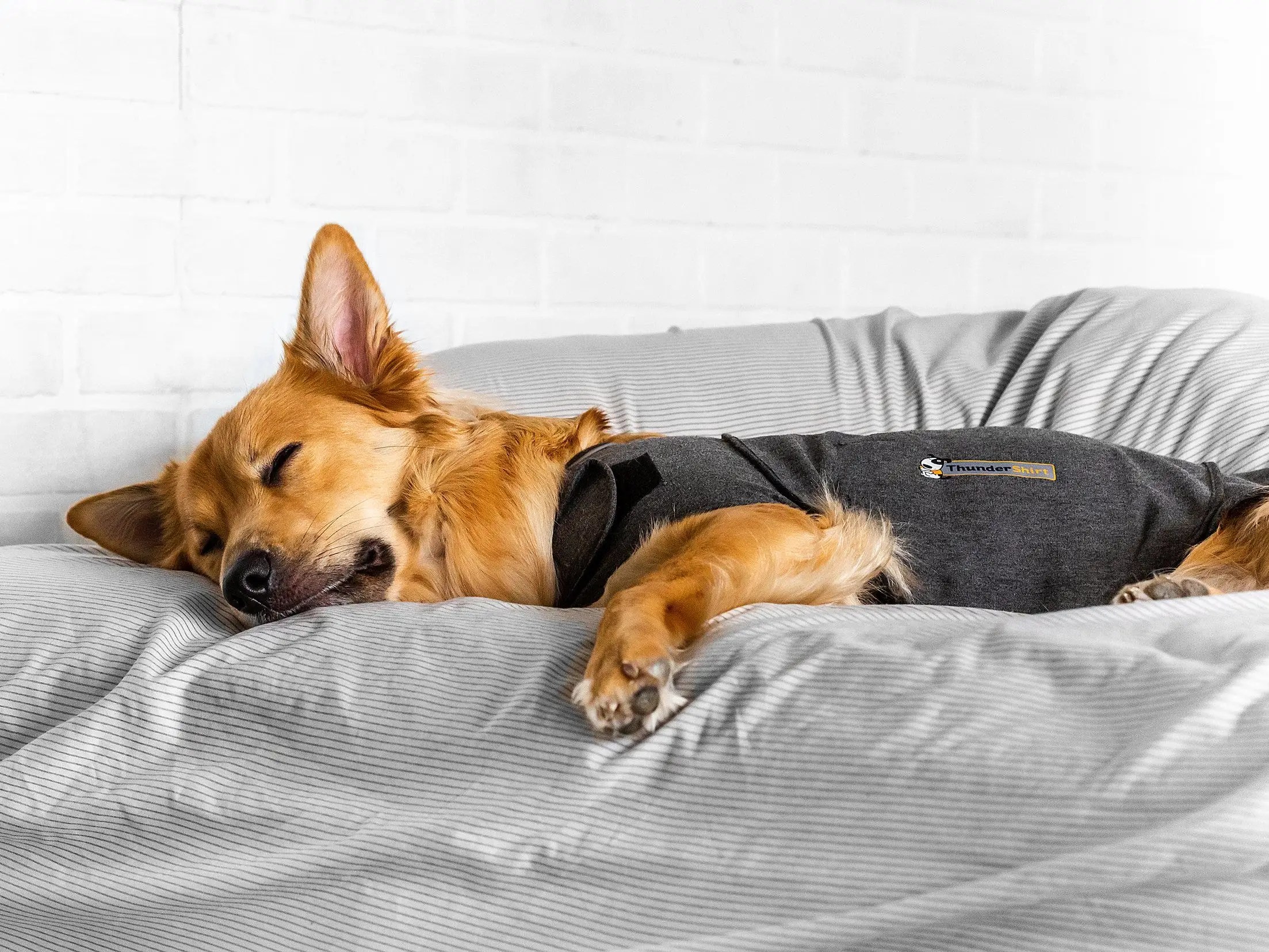 The 5 best dog anxiety vests in 2021 LaptrinhX
