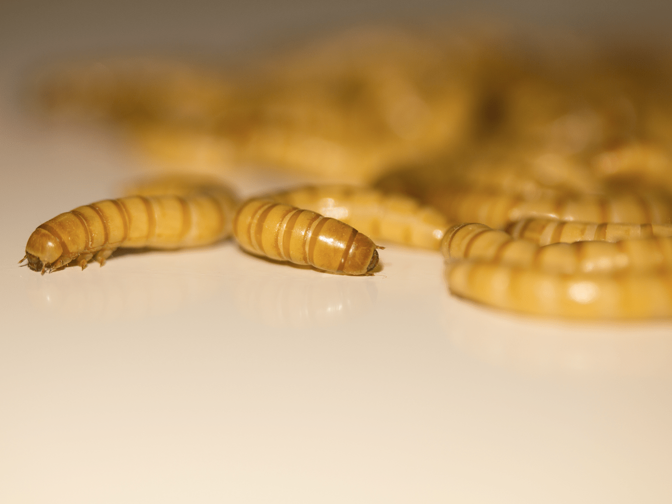 European Commission Rules Yellow Mealworms As Safe to Eat in the EU
