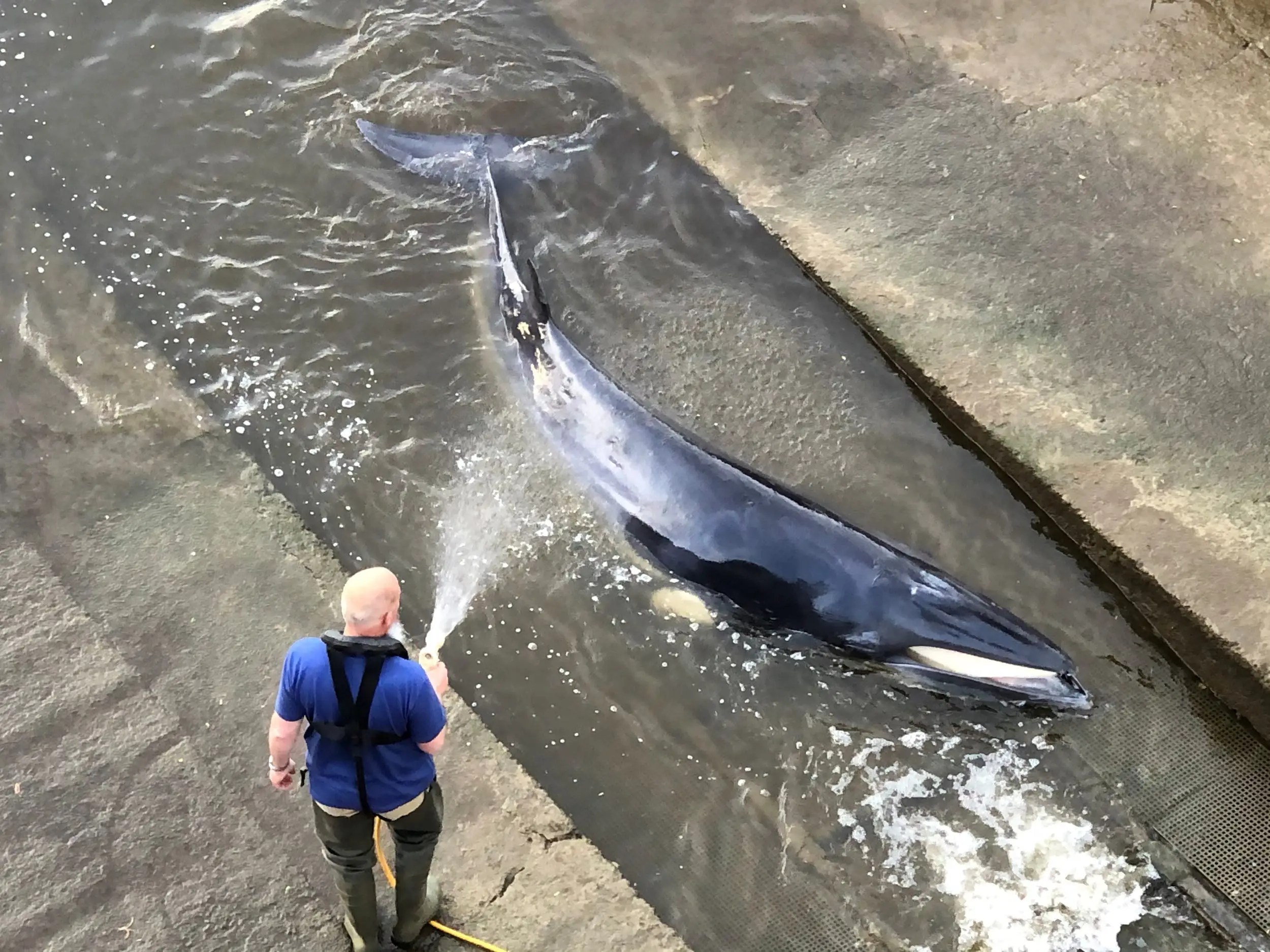 Injured Whale Stuck in London's Thames River Was Euthanized Business