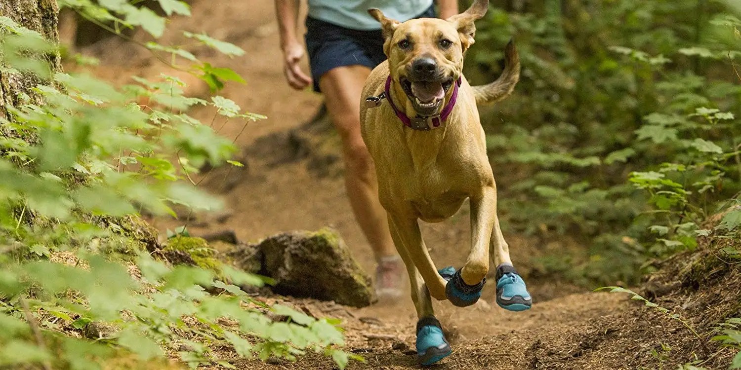 Best Hiking Gear for Dogs in 2021