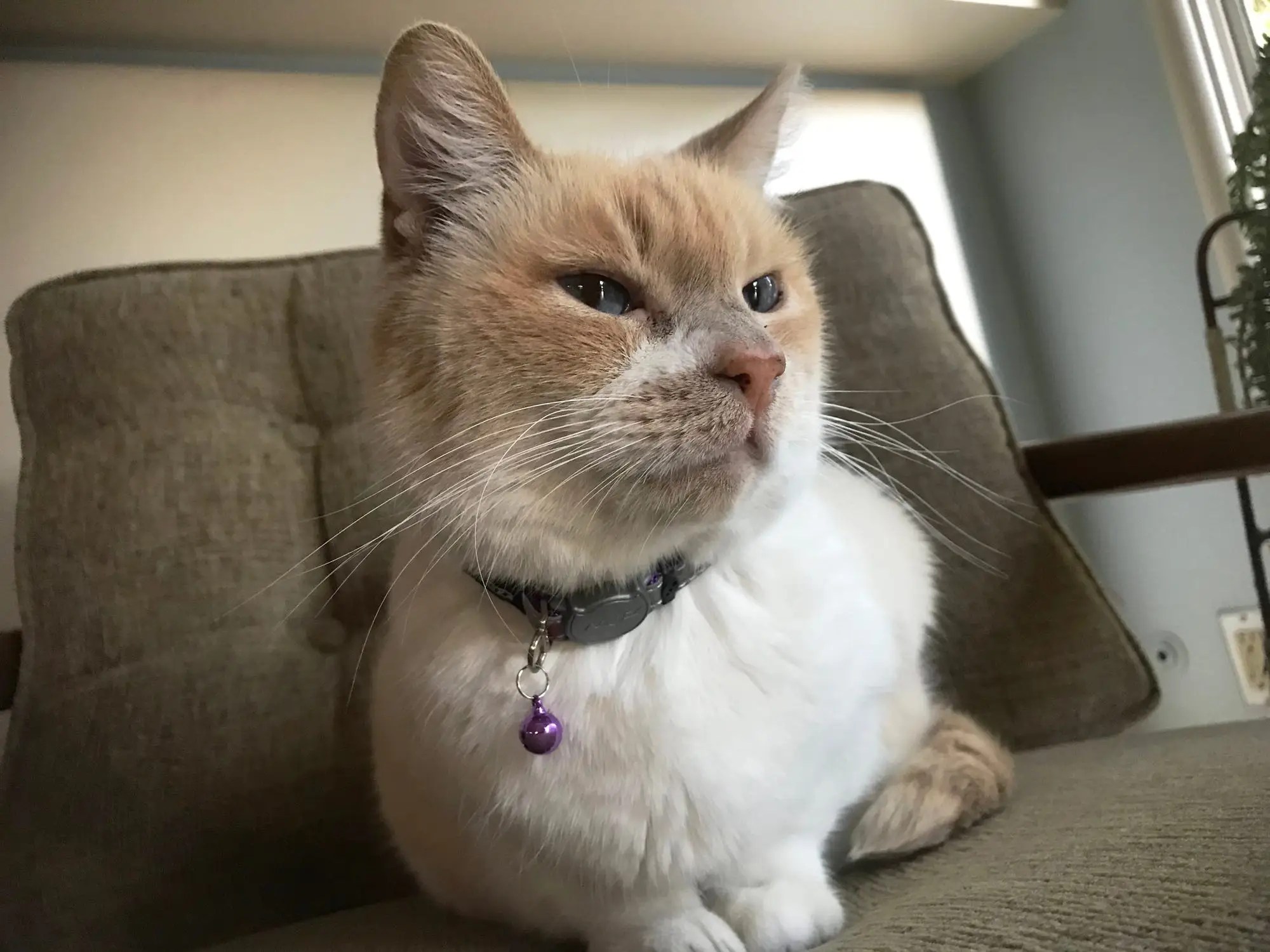 Can Cats Wear Dog Collars