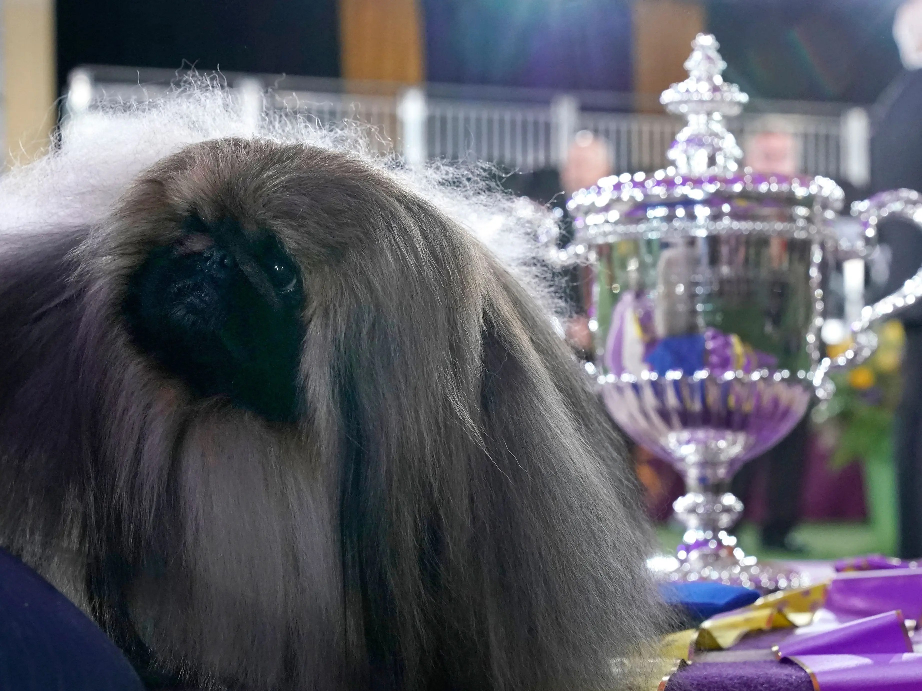 Westminster Dog Show 2023 List Of Winners The Westminster Dog Show Winner The Year You Were Born