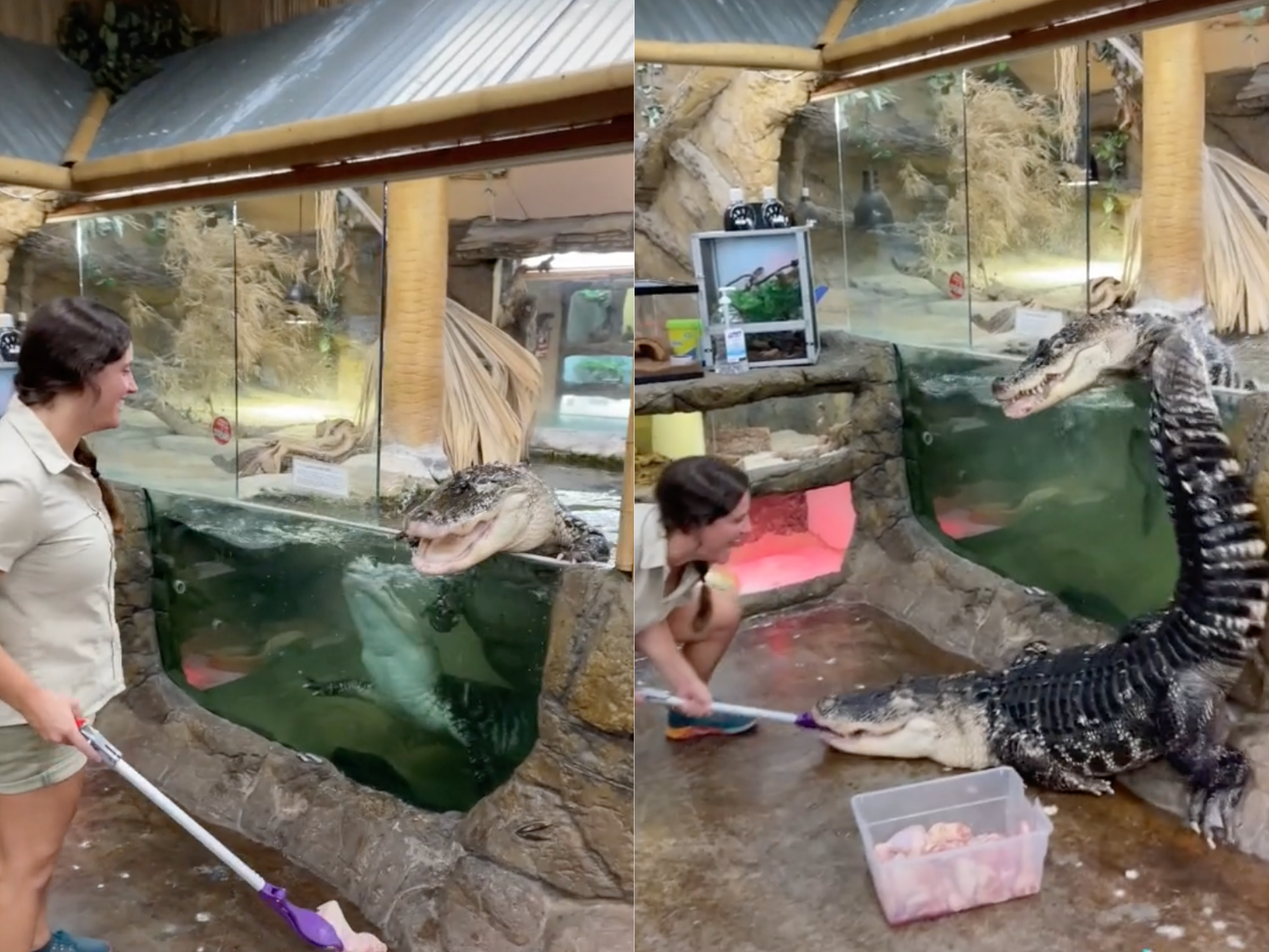 An alligator escaping its enclosure in a viral TikTok has