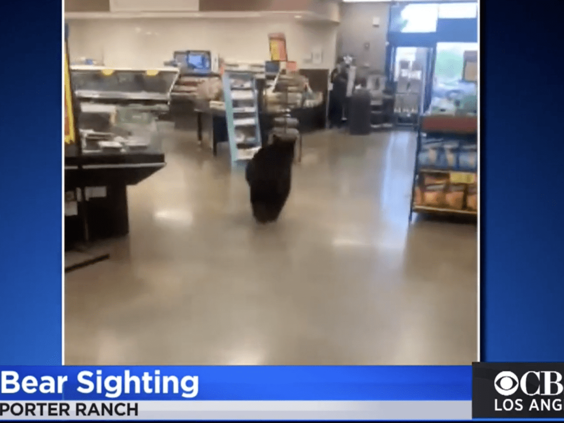 Video Bear Strolls Through Aisles at Los Angeles Supermarket