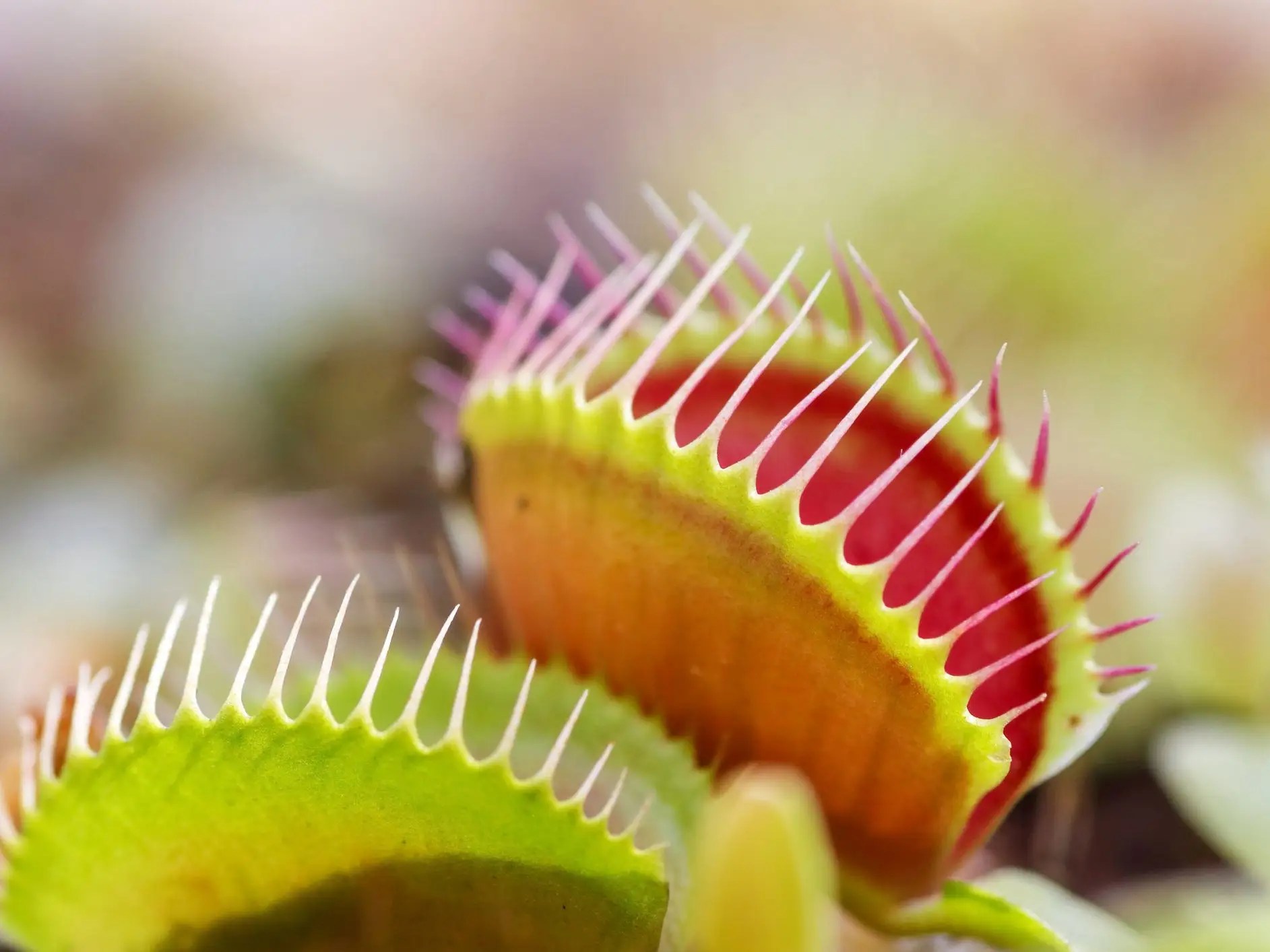 Venus Fly Trap Digestion