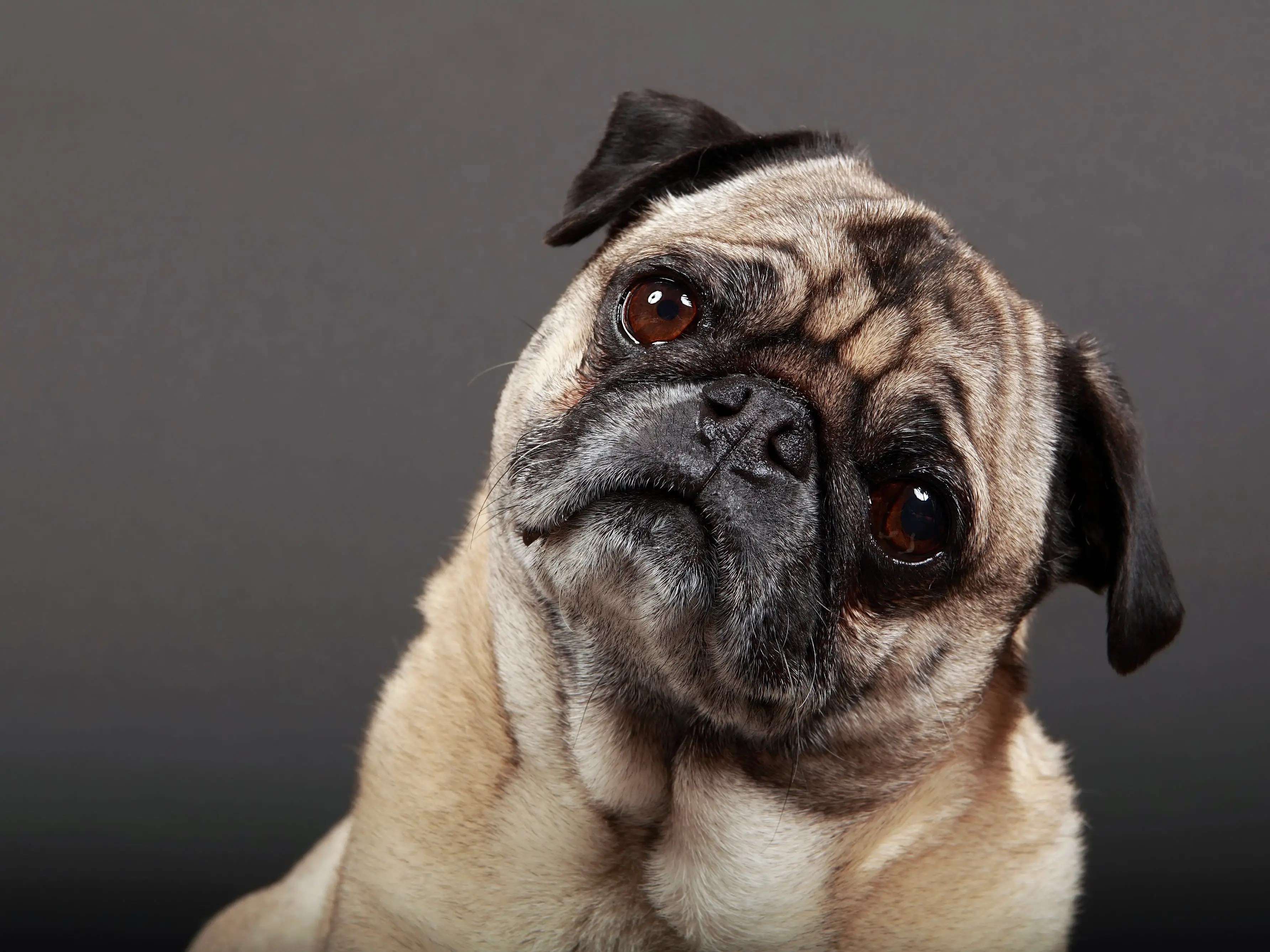 What Does Dog Head Tilt Mean