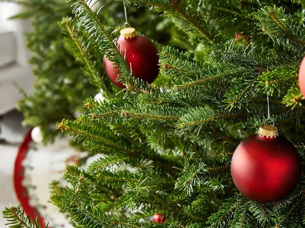 The 8 best places to buy real Christmas trees online in 2023 Obul