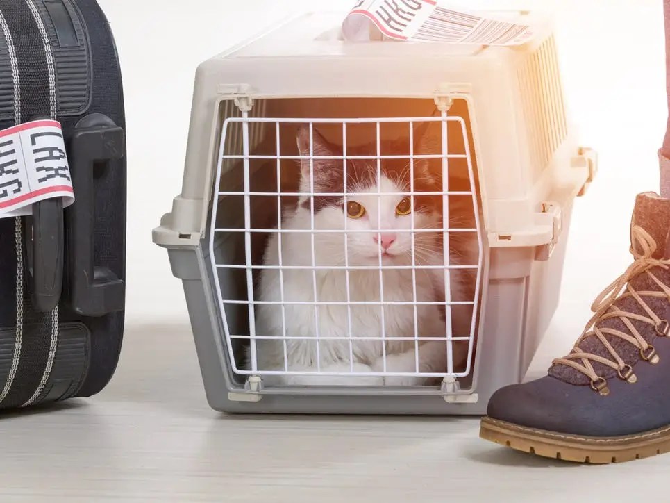 Alaska, JetBlue Among Most PetFriendly Airlines, As Demand Soars 950