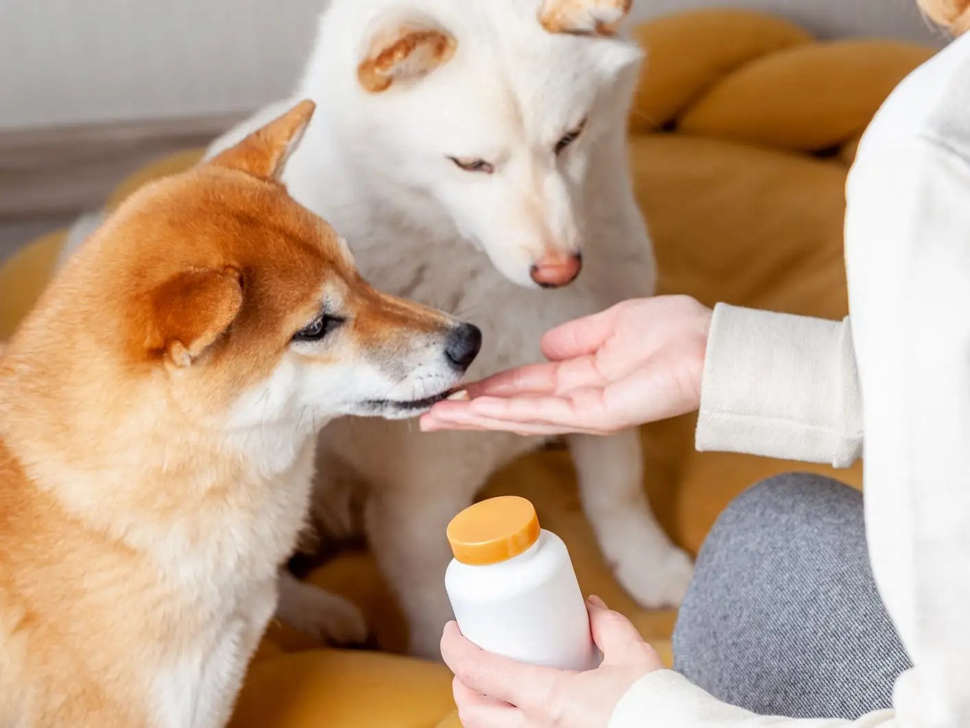 Does Benadryl Alleviate Car Sickness In Dogs?