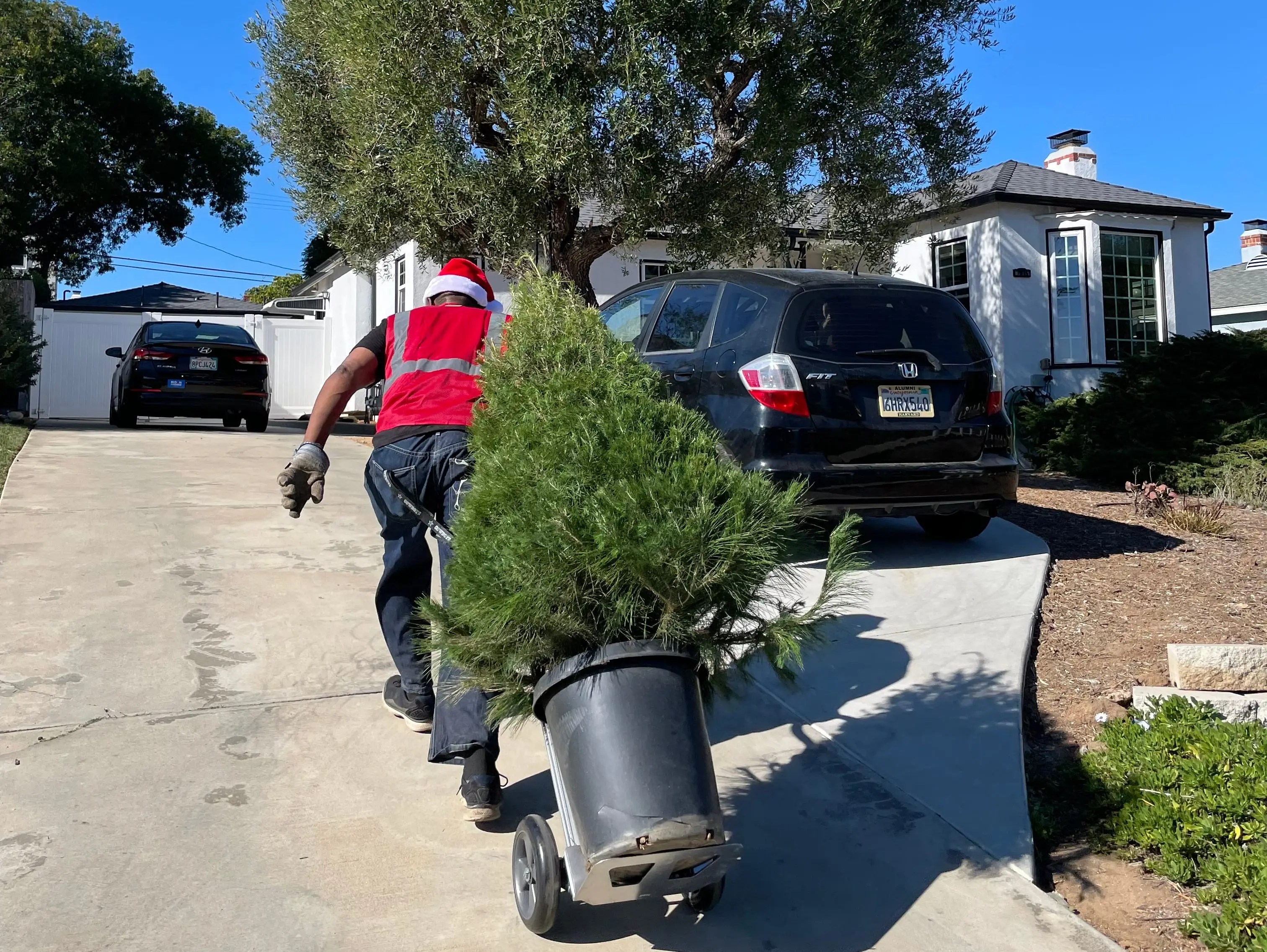 I rent out living Christmas trees to replant after the holidays. It's