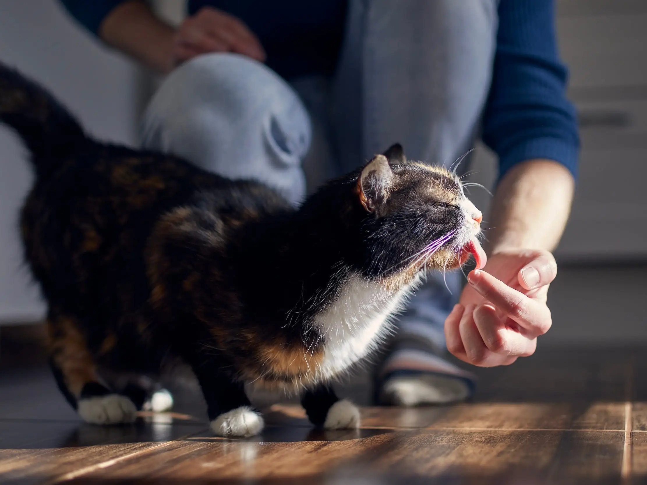 Why Do Cats Lick You: Reasons, When To Call A Vet