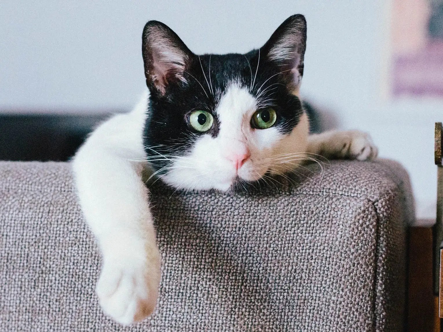 Why Do Cats Purr? 6 Thing Your Cat Is Trying To Communicate