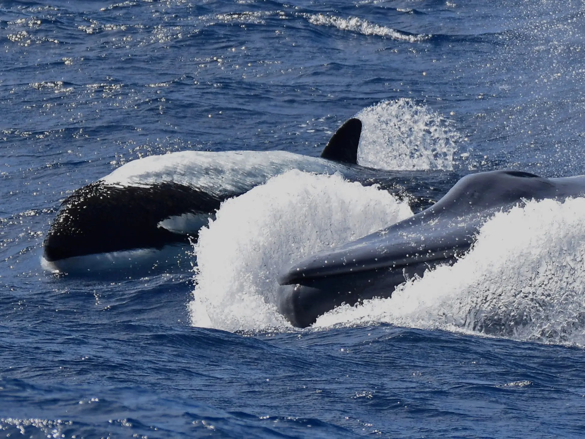 Killer Whales Eating People