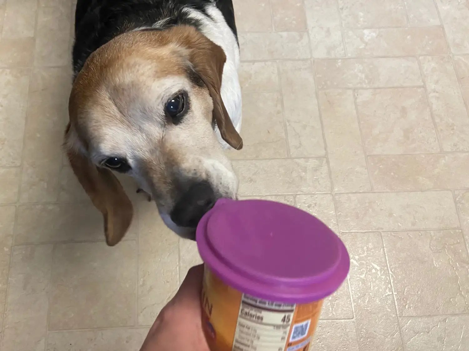 Do You Need To Refrigerate Canned Dog Food