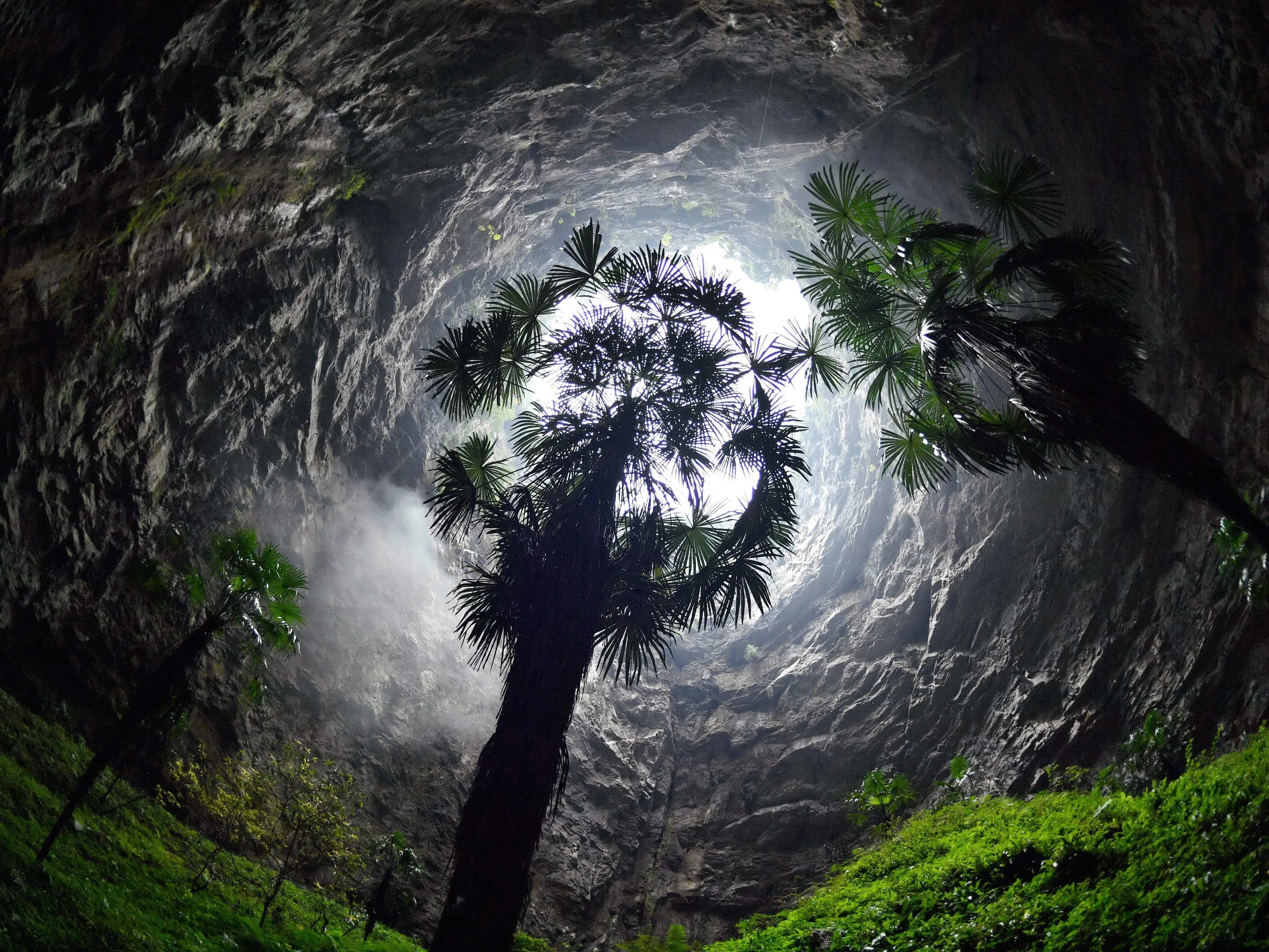 Cave Explorers Found an Ancient Forest in a Giant Sinkhole in China