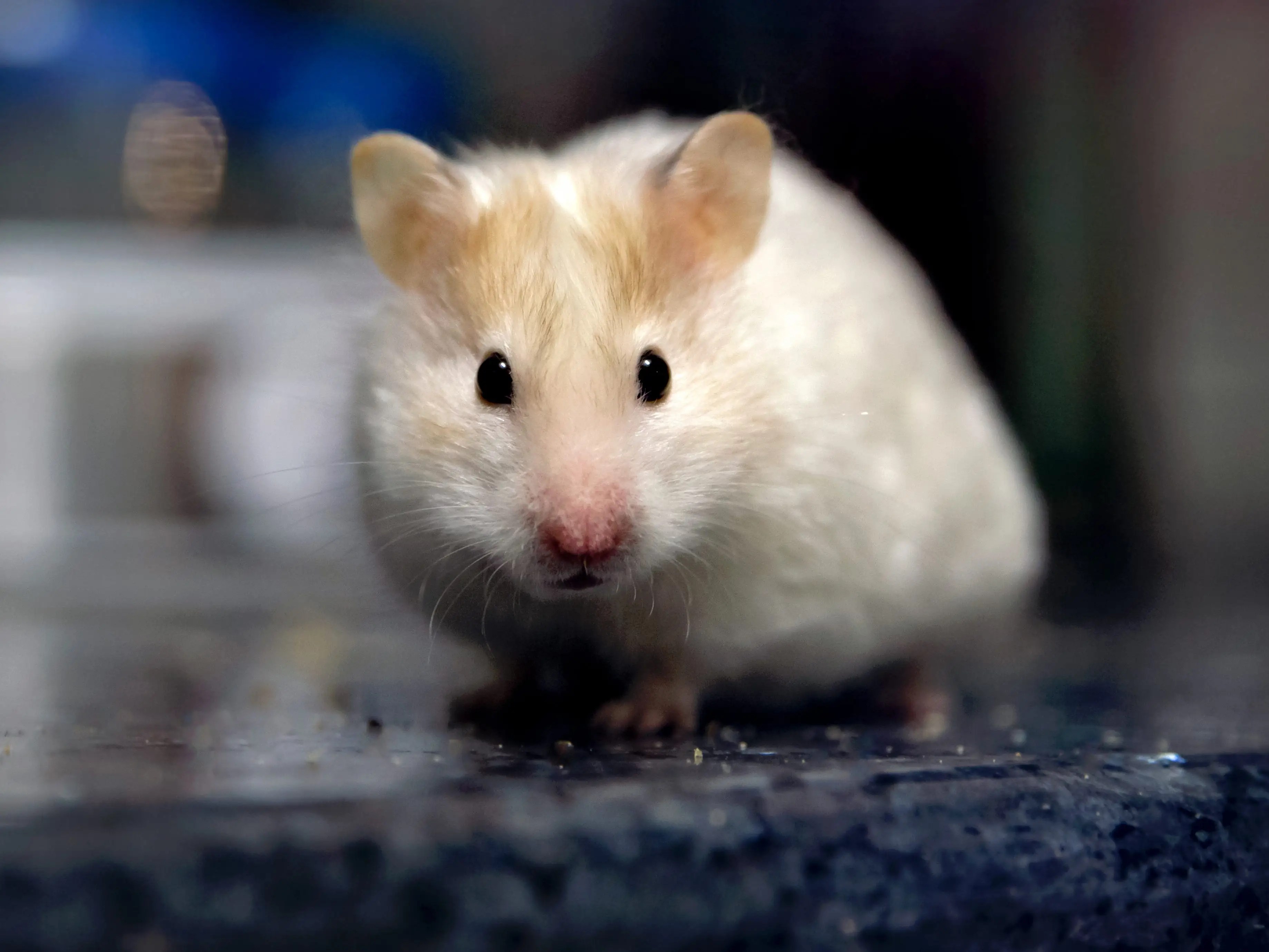 GeneEditing Experiments Have Turned Hamsters Into HyperAgg