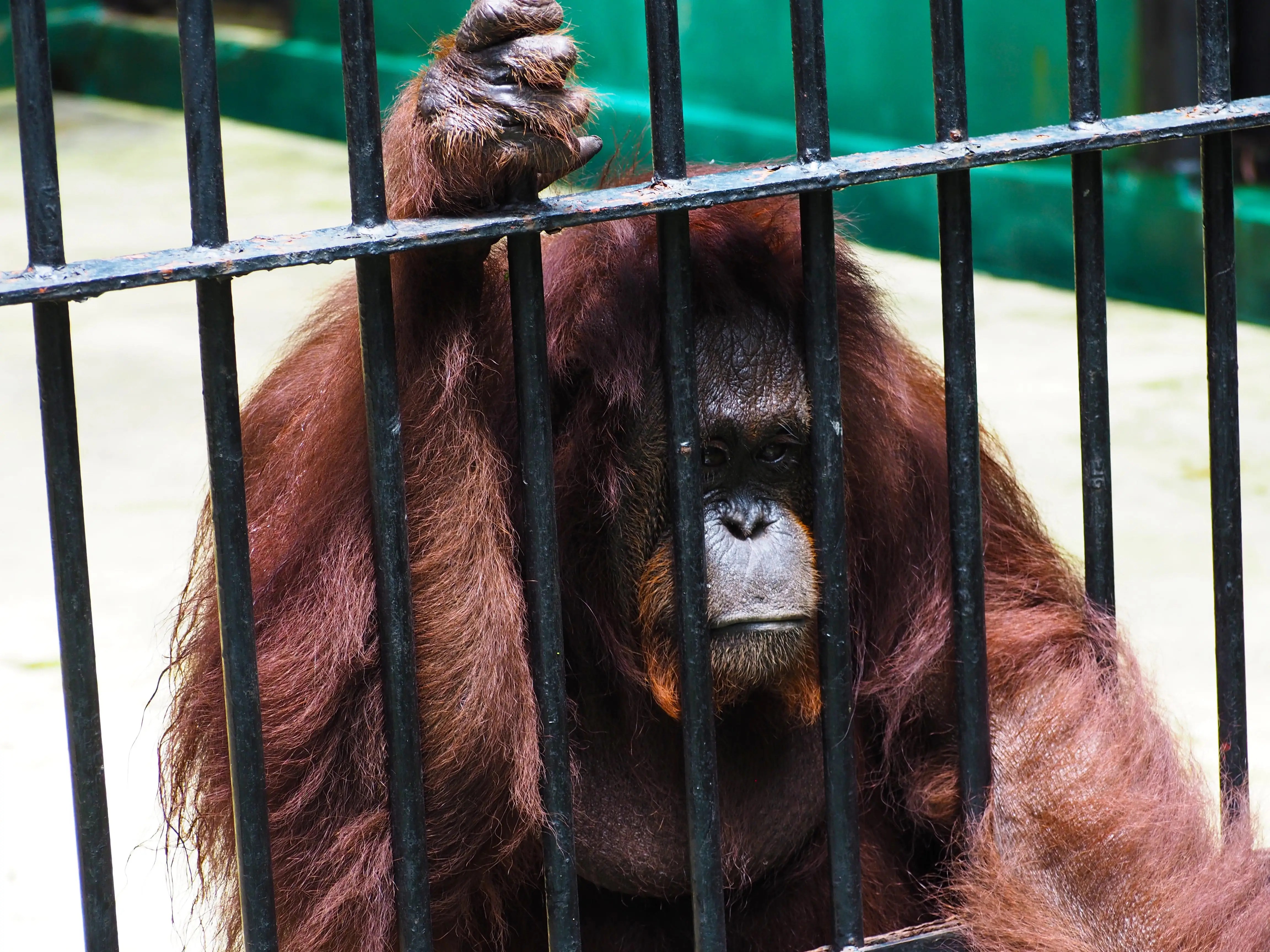 Video Orangutan Grabbing Man Through Cage in Indonesia Zoo Goes Viral