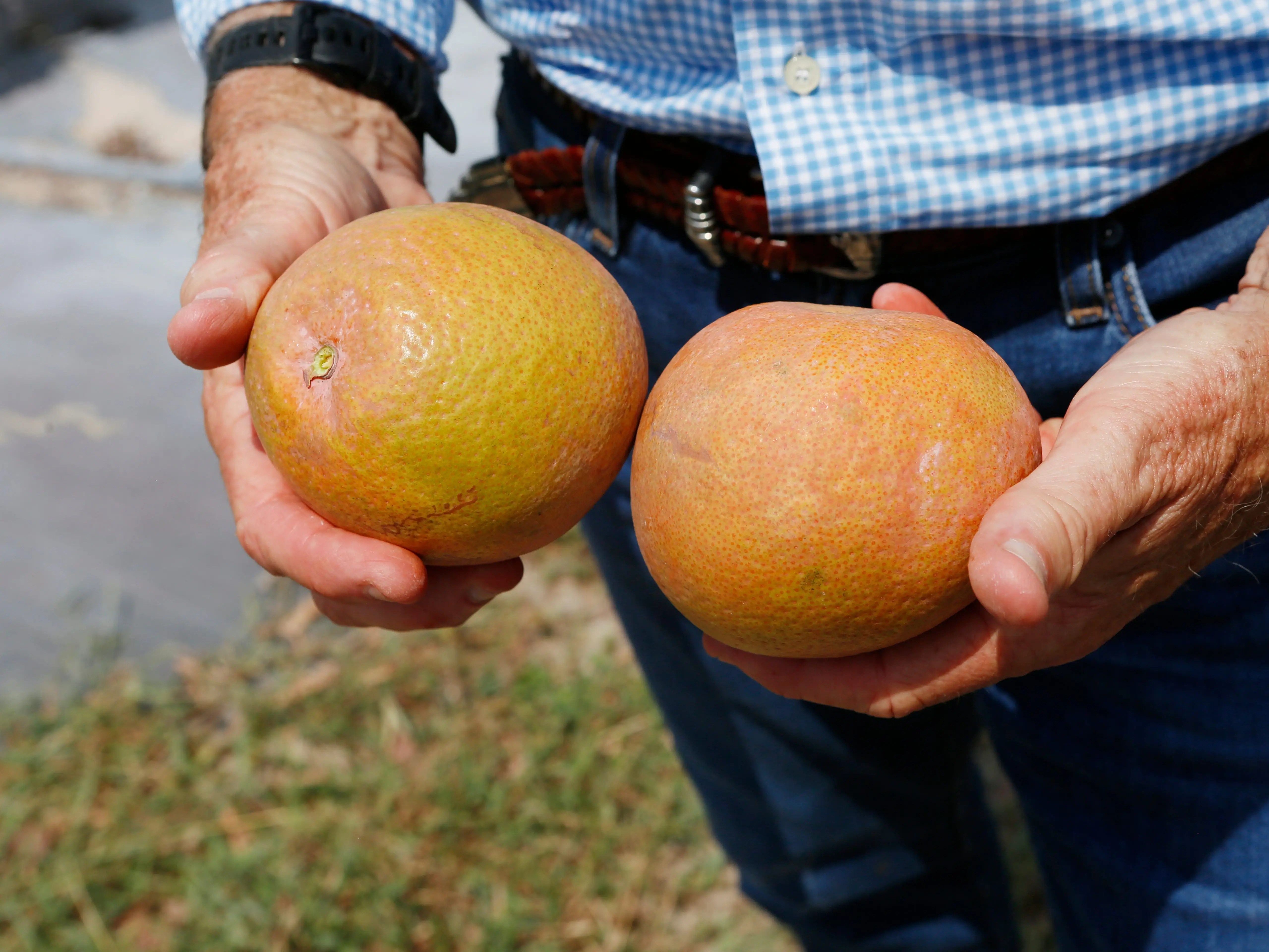 Inside Florida's citrus groves, where growers are working to solve