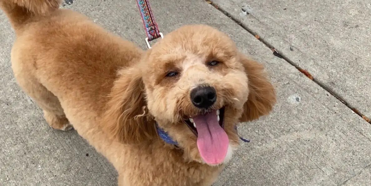 Top 20 How Can I Make My Dog Come Into Heat Update