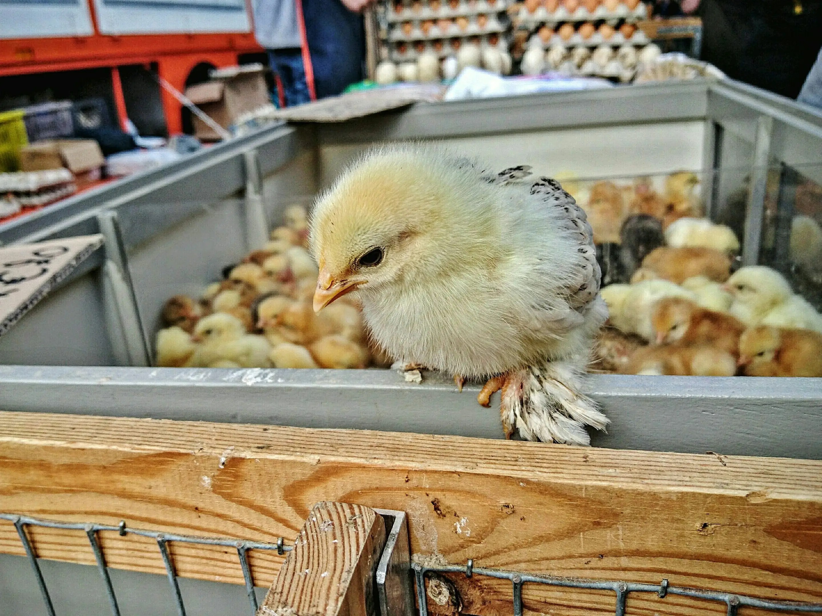Thousands of baby chickens died from excessive heat after being left on