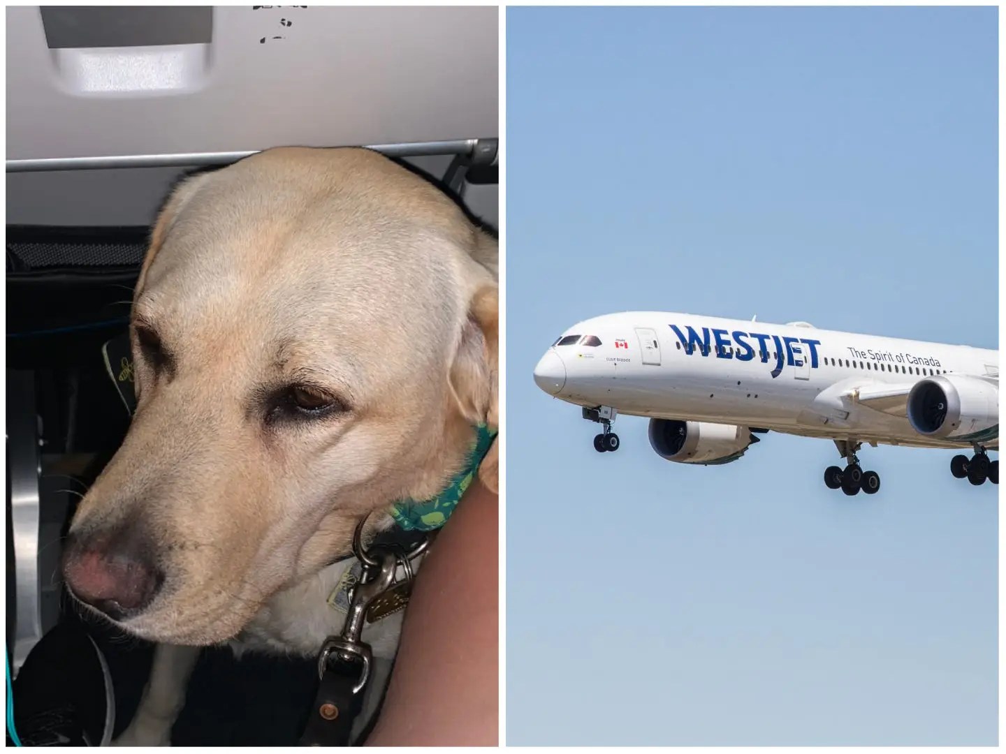 Blind woman's guide dog was 'squashed' in footwell for 8 hours on 2