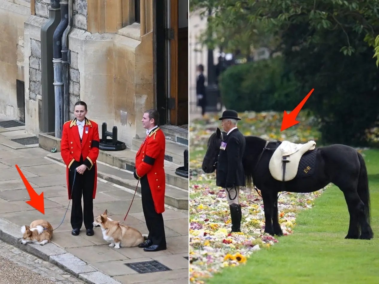 How the Queen's Love of Dogs and Horses Played a Role in Her Funeral