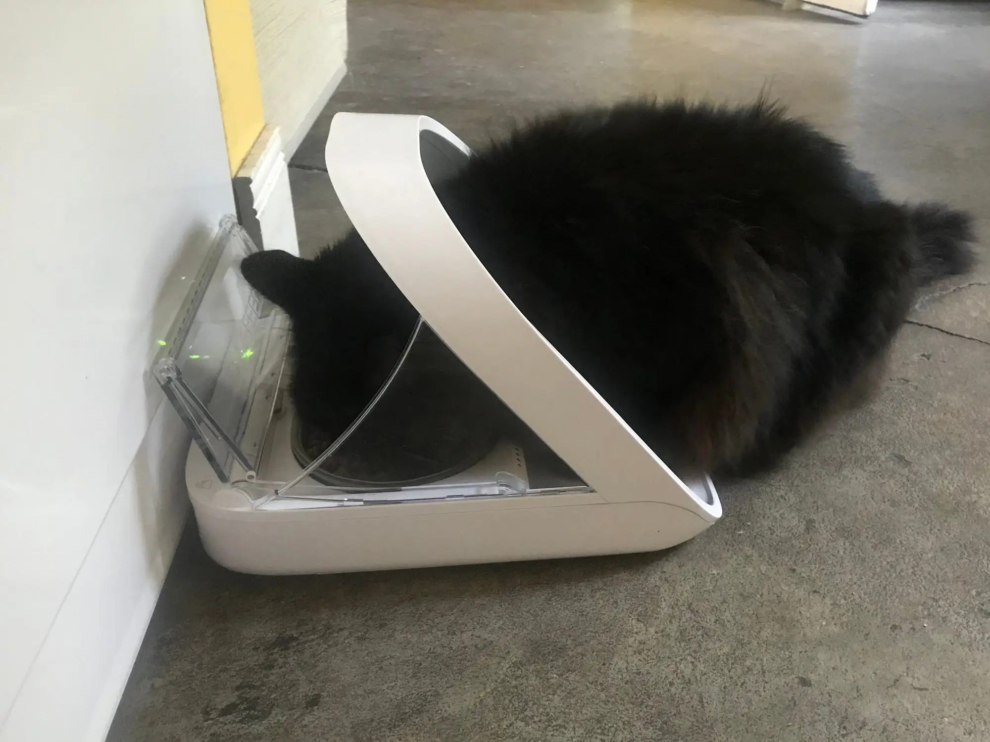 How To Keep Catfood Away From Dog