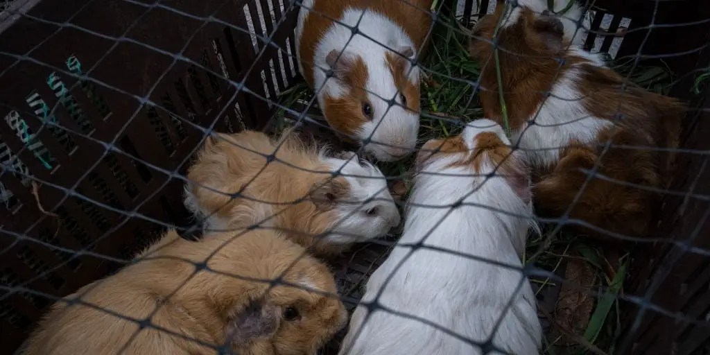 New York City May Ban Pet Shops From Selling Guinea Pigs Business Insider