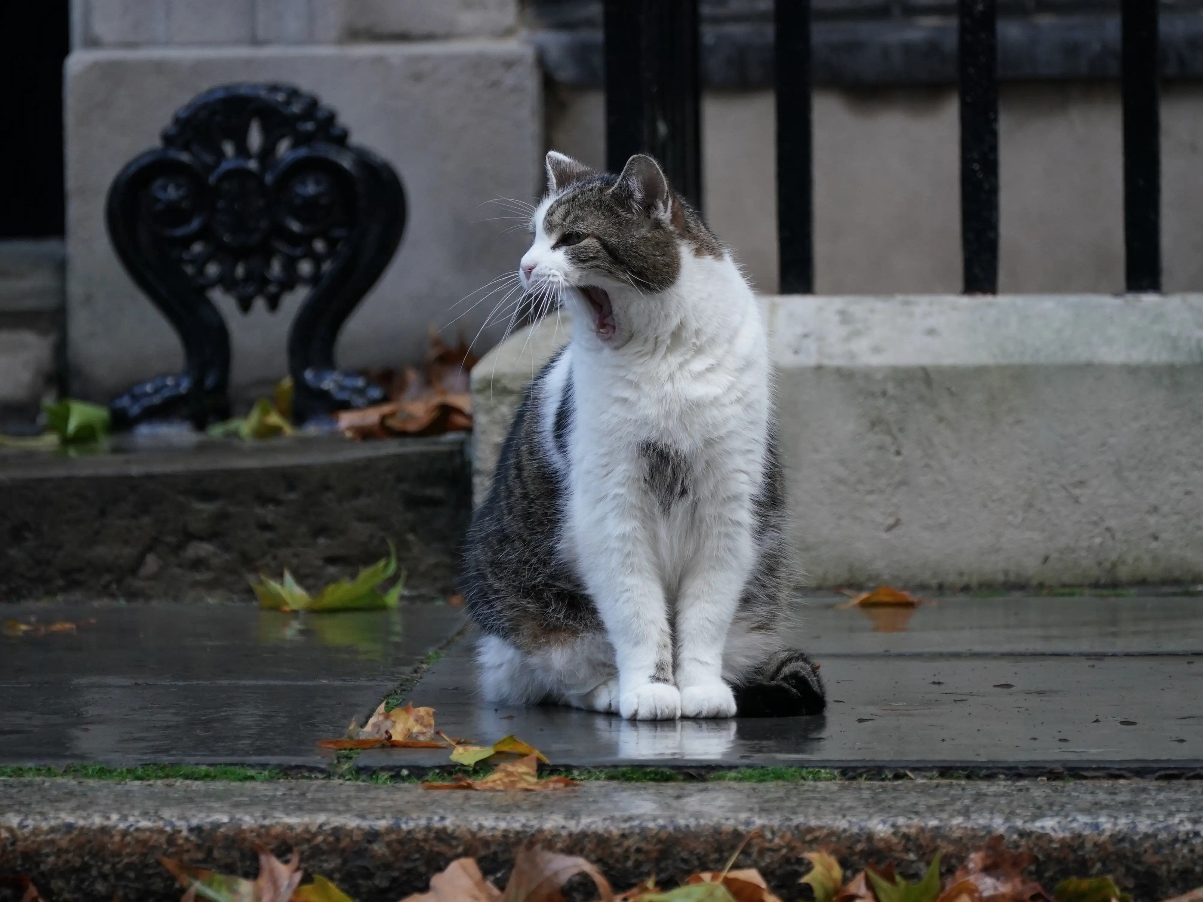 Chief Mouser Larry the Cat Outlasts 4 British Prime Ministers