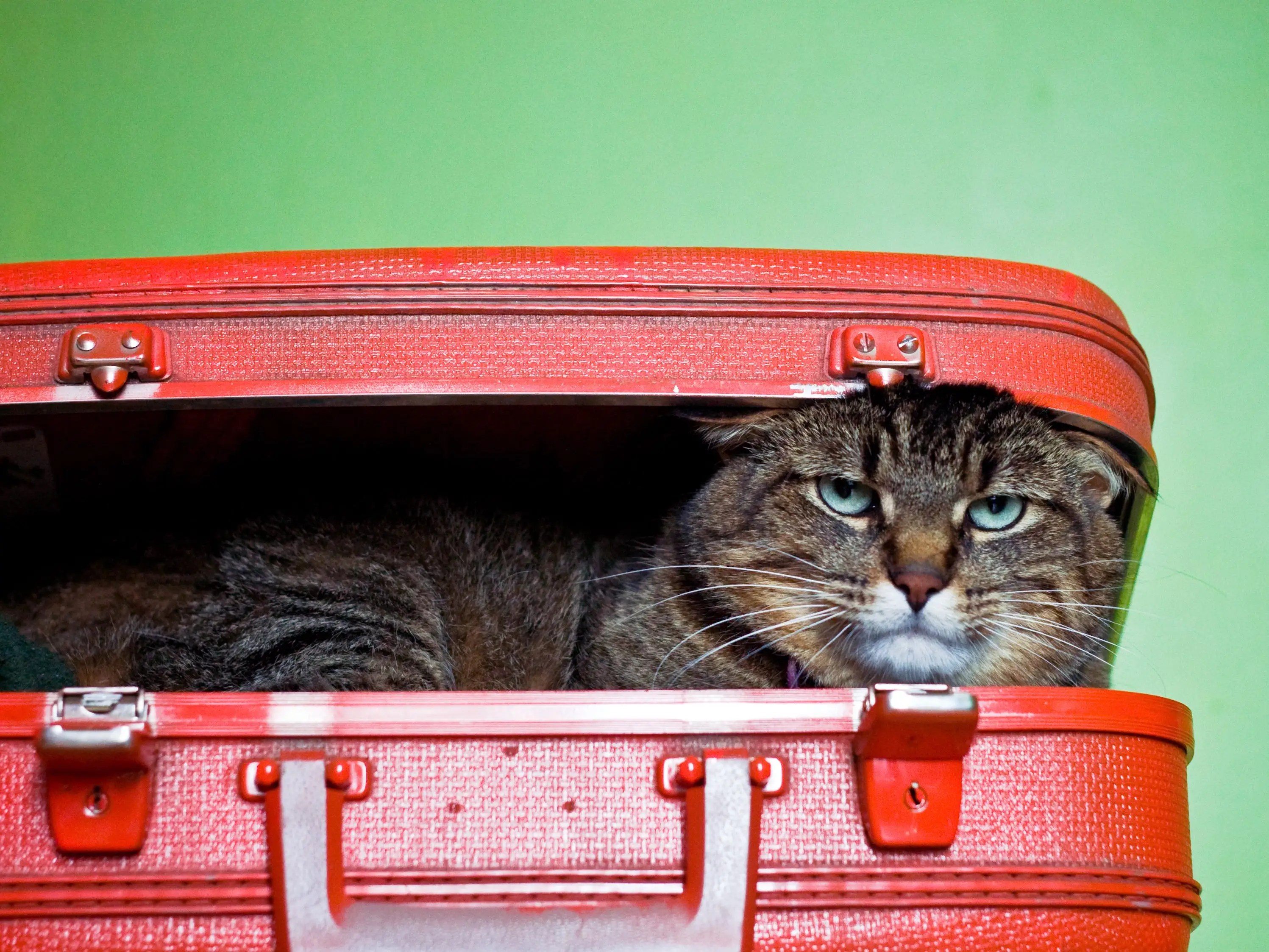 Pet Cat Found in Delta Passenger's Suitcase by TSA in an XRay Image Business Insider