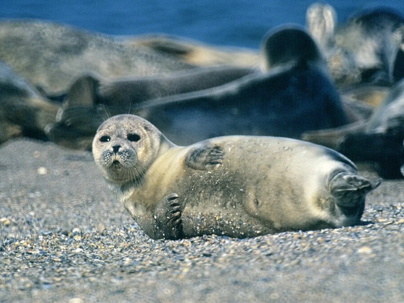 Thousands of Caspian Seals Washed up Dead on a Russian Coast Business