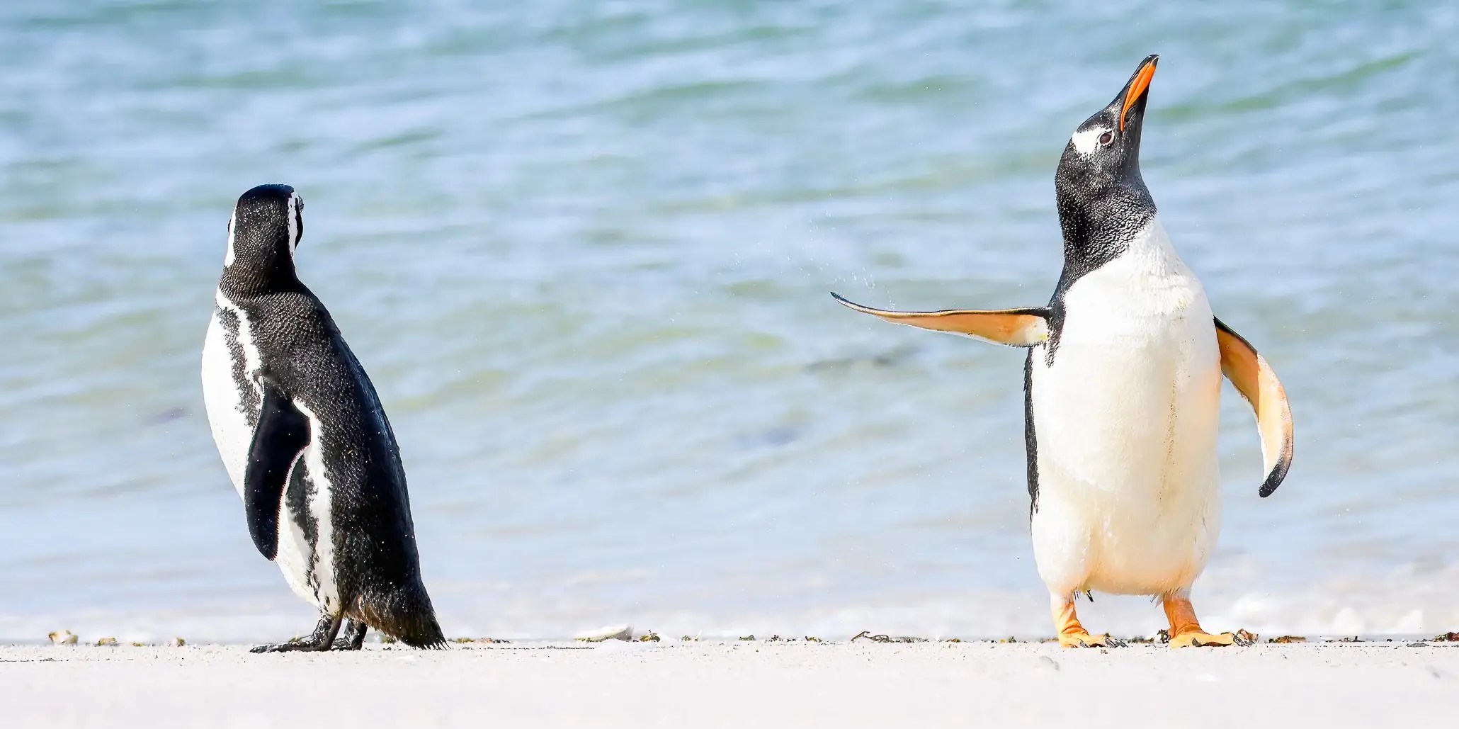 Funny Animal Photos Comedy Wildlife Photography Awards Winners 2022