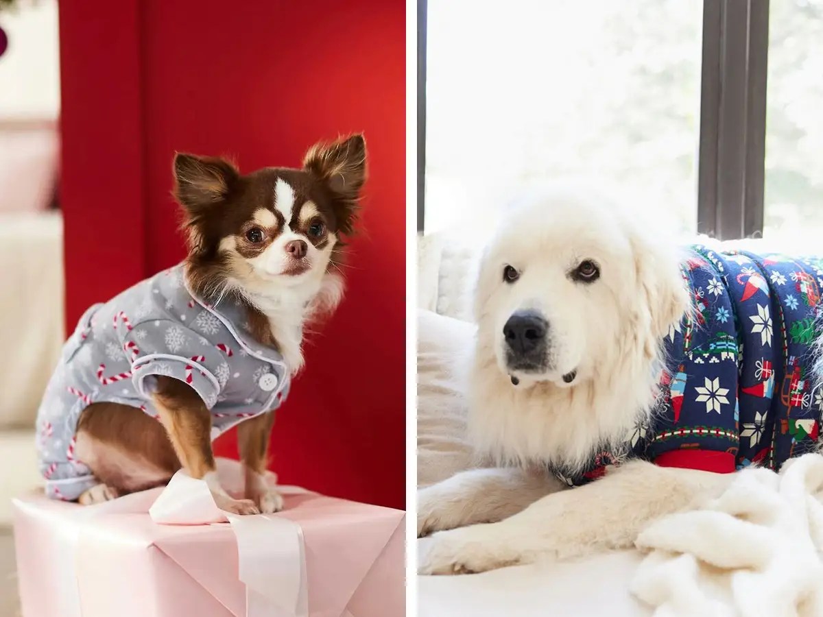 22 Best Dog Pajamas for Christmas 2022