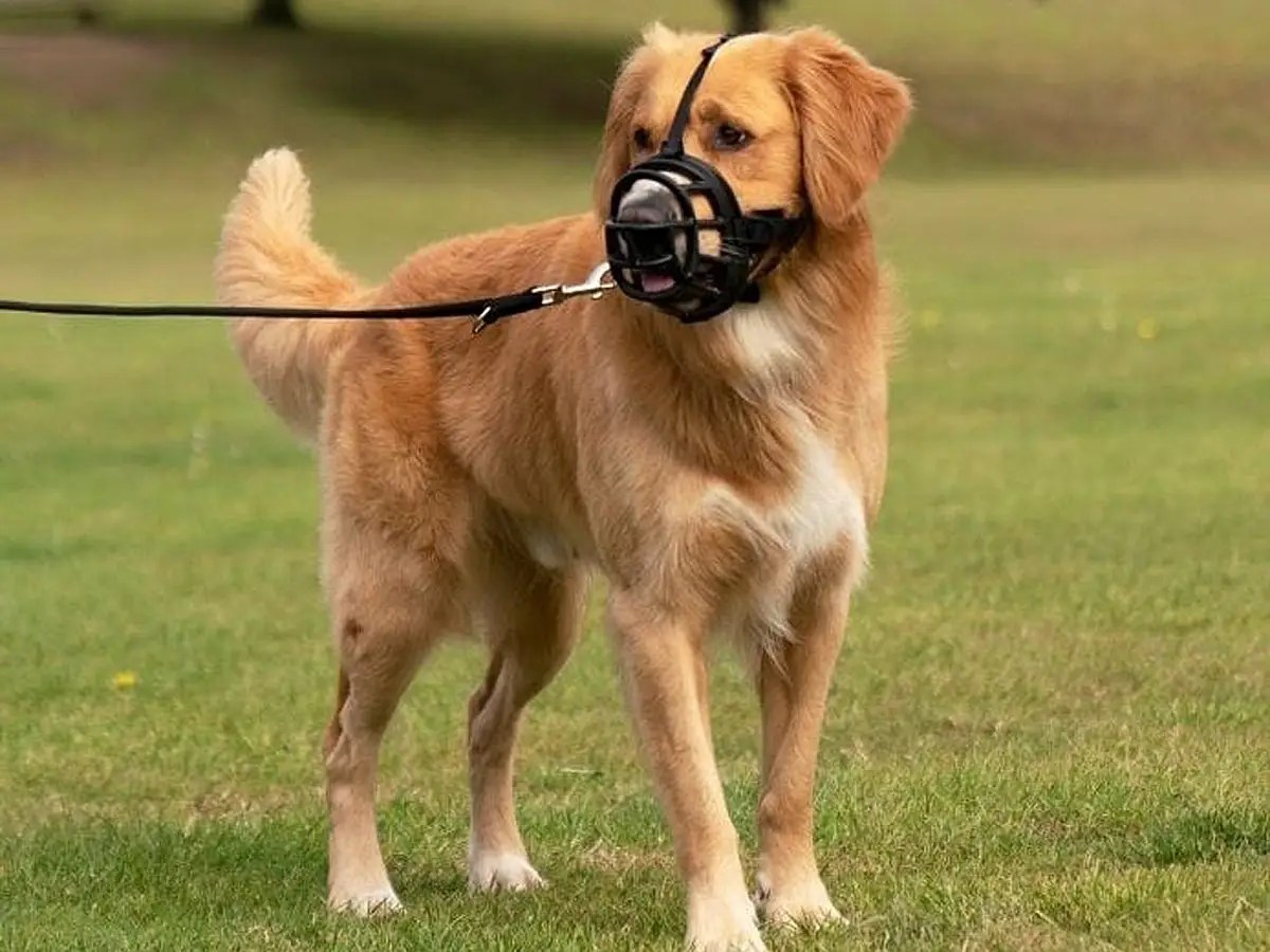 4 Best Dog Muzzles in 2022