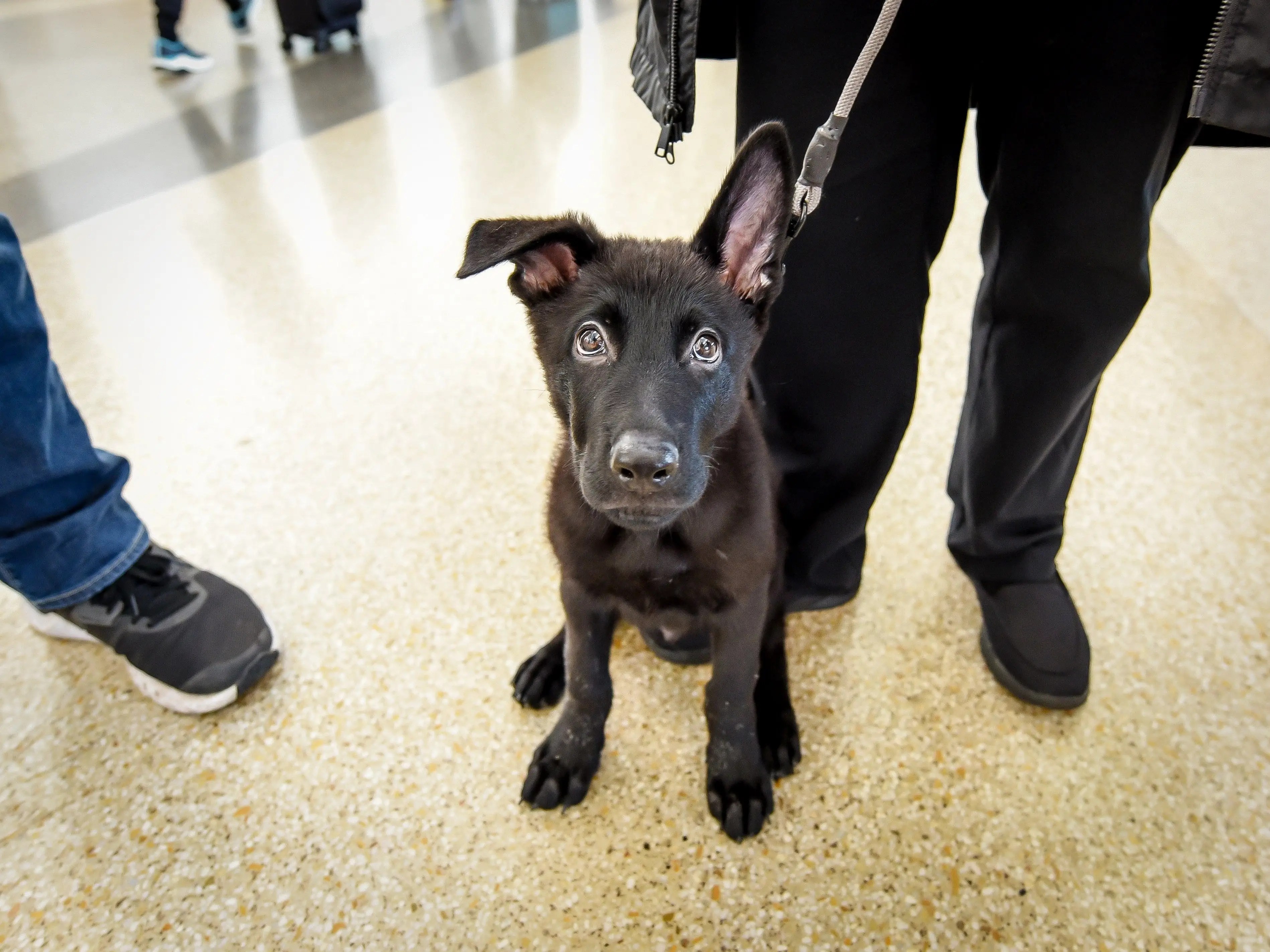 United Captain Adopts Puppy Abandoned at San Francisco Airport